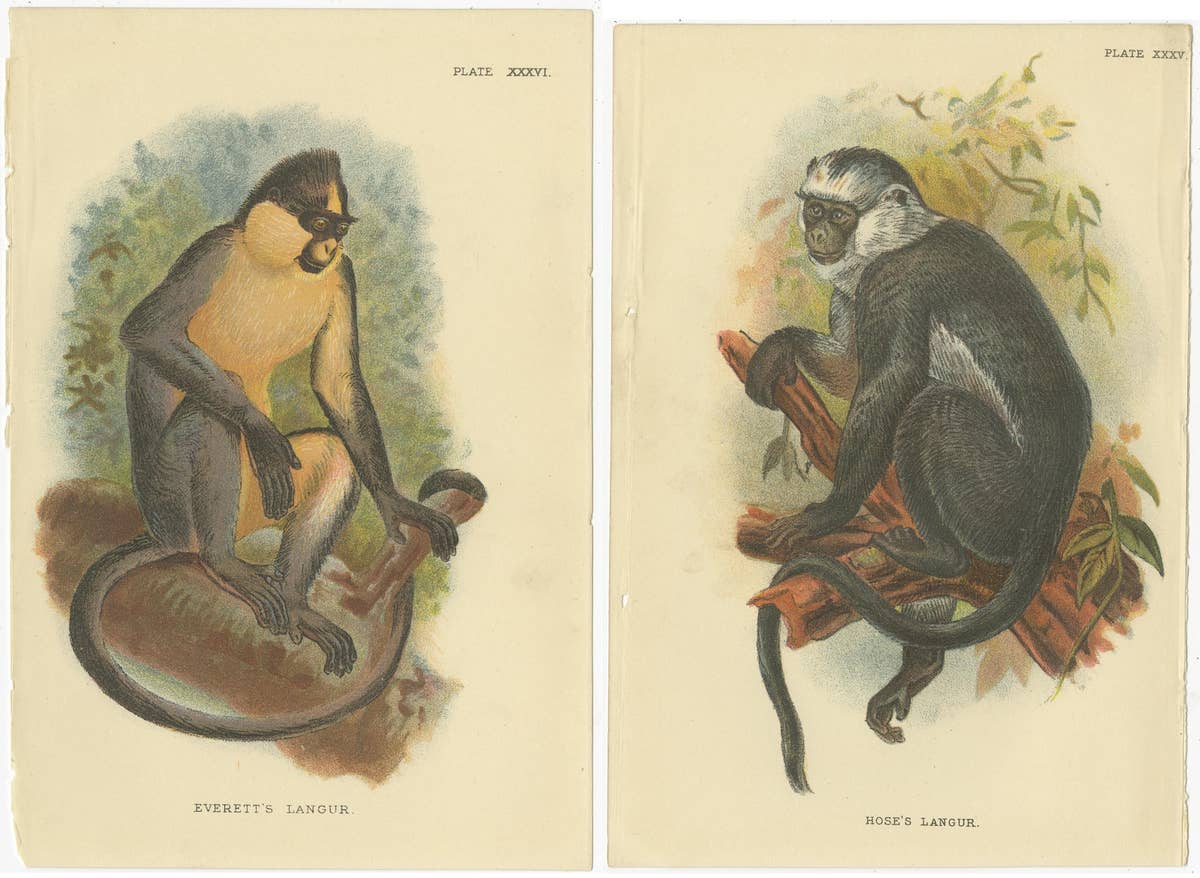 Set of 2 Antique Prints of Langur Monkey Species by Lloyd, circa 1894