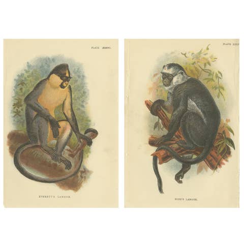 Set of 2 Antique Prints of Langur Monkey Species by Lloyd, circa 1894
