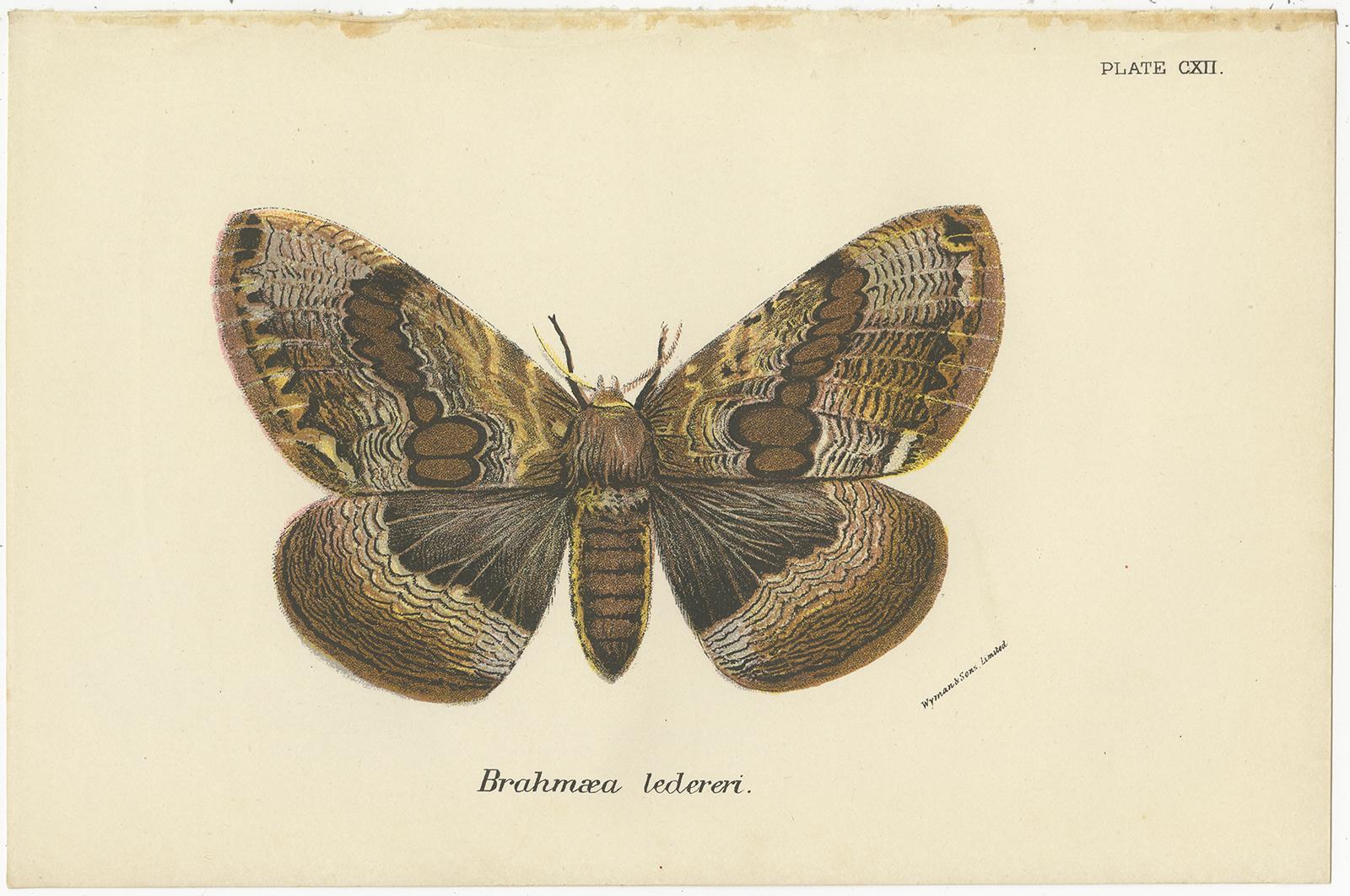 Set of two antique prints titled 'Brahmaea ledereri' and 'Citheronia regalis'. Brahmaea ledereri is a species of moth of the family Brahmaeidae and Citheronia regalis is also known as the regal moth or royal walnut moth. These prints originate from
