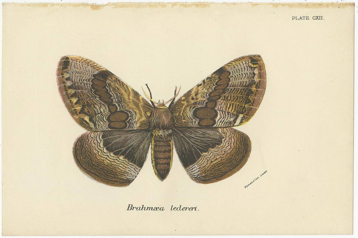 Set of 2 Antique Prints of Moths by Lloyd 'circa 1897'