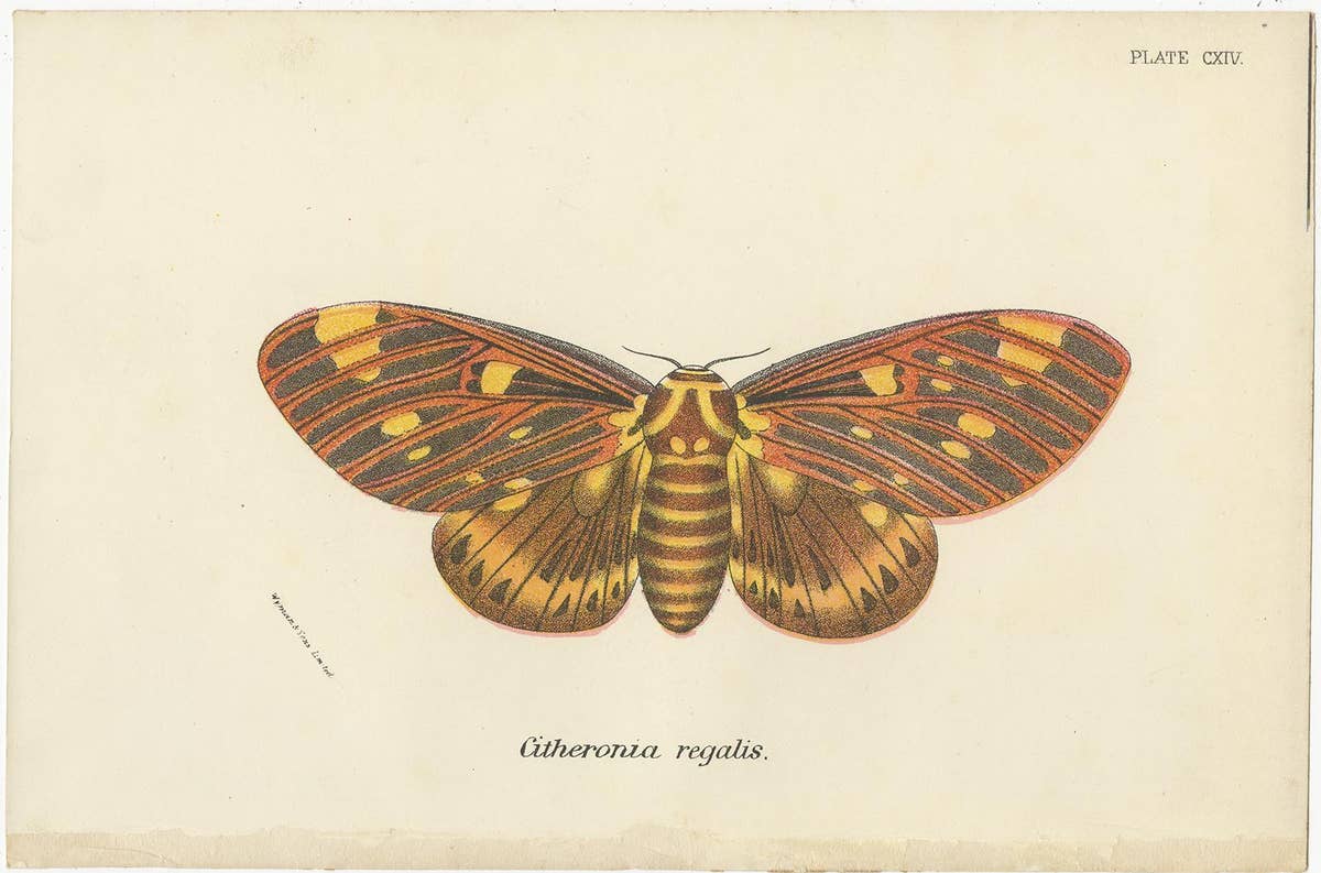 Set of 2 Antique Prints of Moths by Lloyd 'circa 1897'