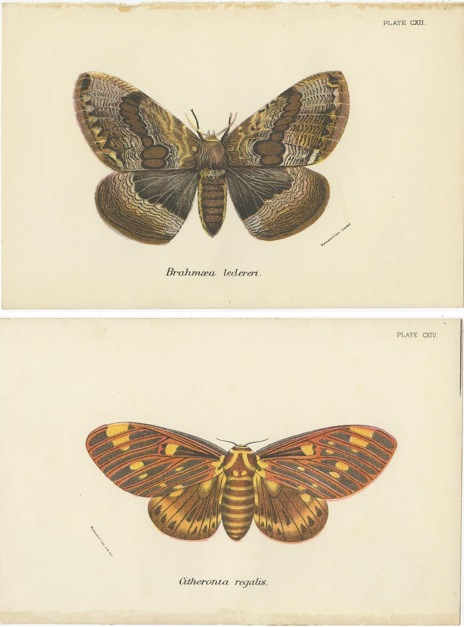 Set of 2 Antique Prints of Moths by Lloyd 'circa 1897' In Good Condition For Sale In Langweer, NL
