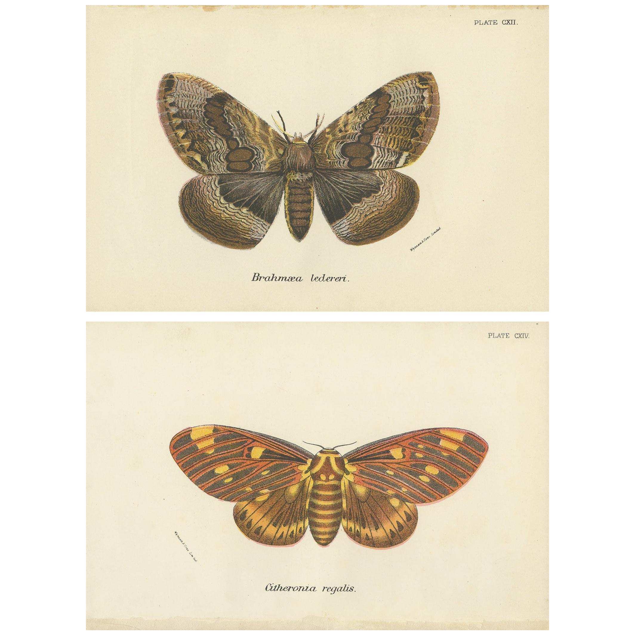 Set of 2 Antique Prints of Moths by Lloyd 'circa 1897' For Sale