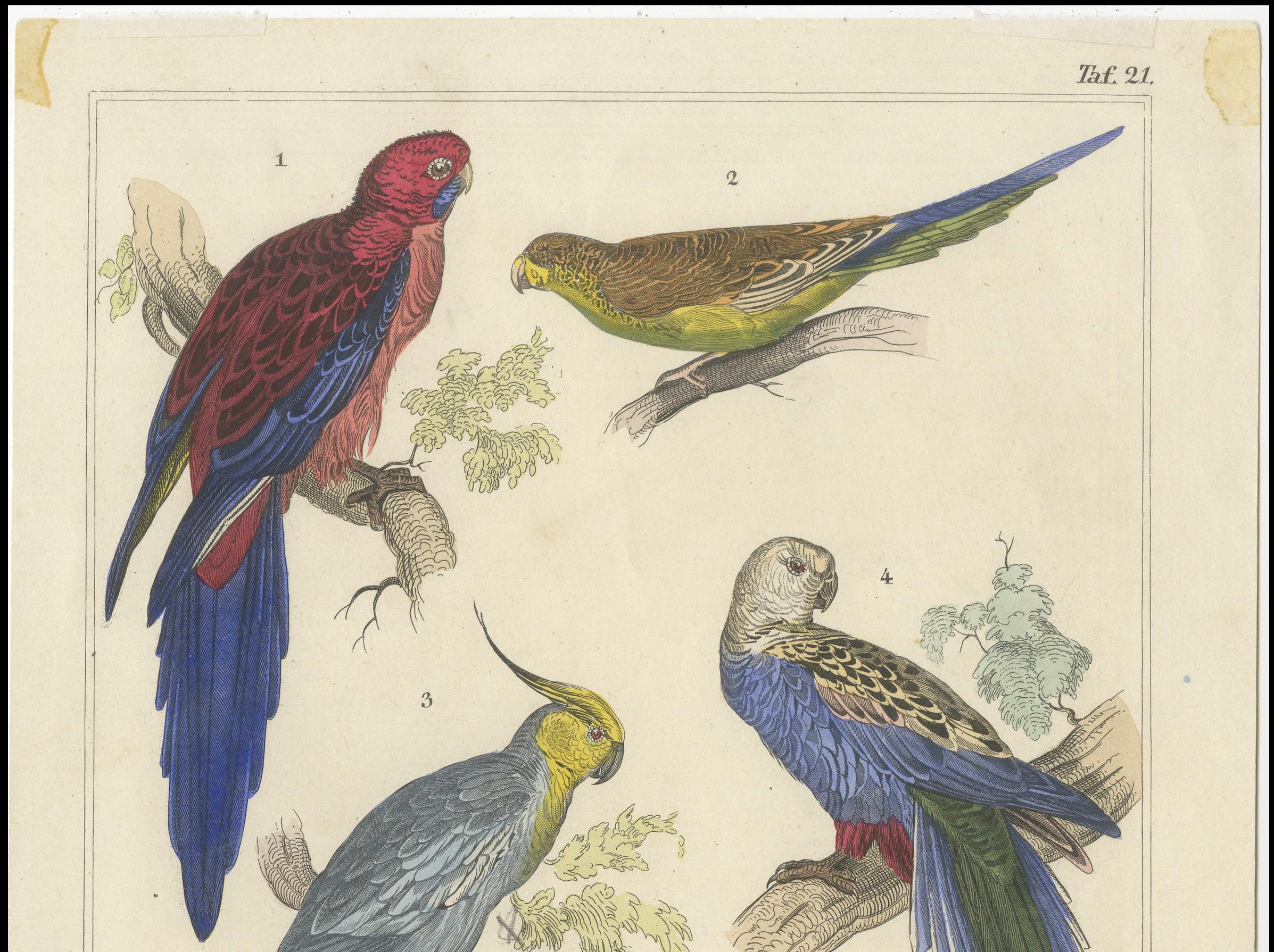 Set of 2 Antique Prints of Parrots, Lories and other Birds For Sale 5