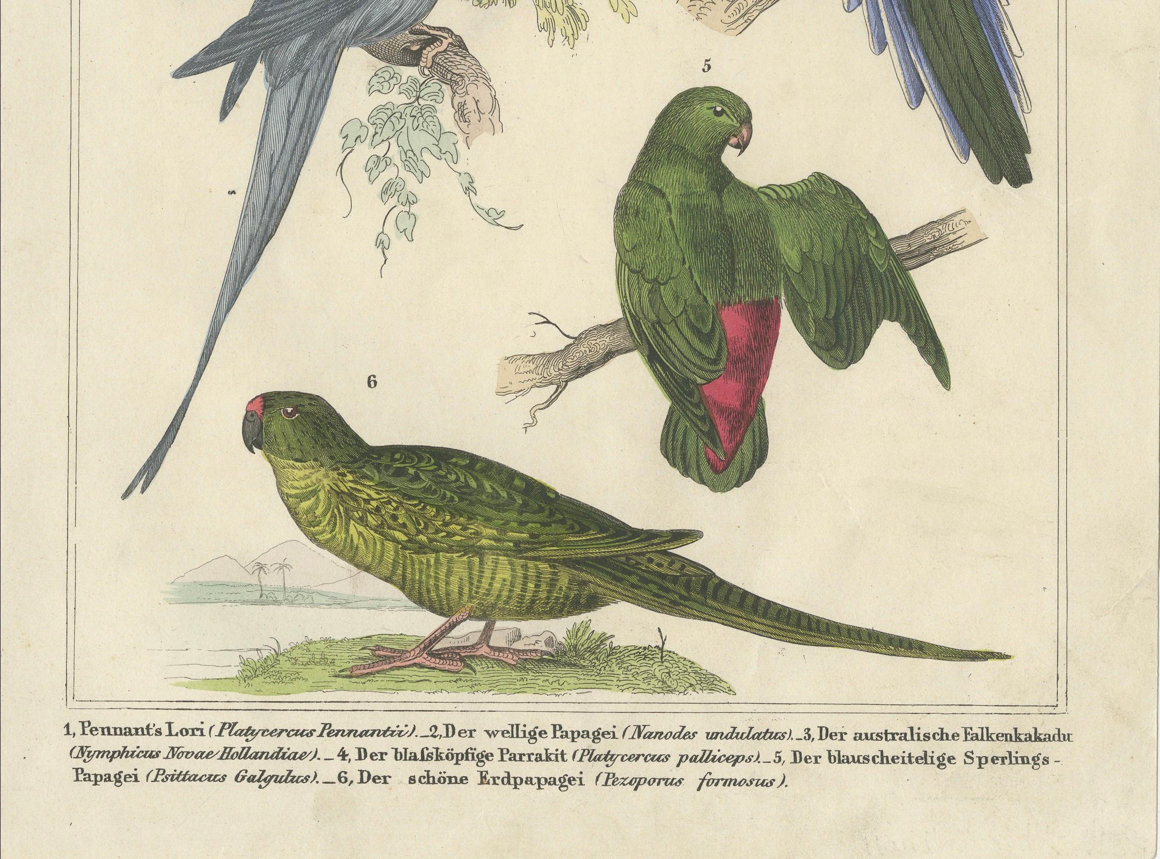 Set of 2 Antique Prints of Parrots, Lories and other Birds For Sale 6