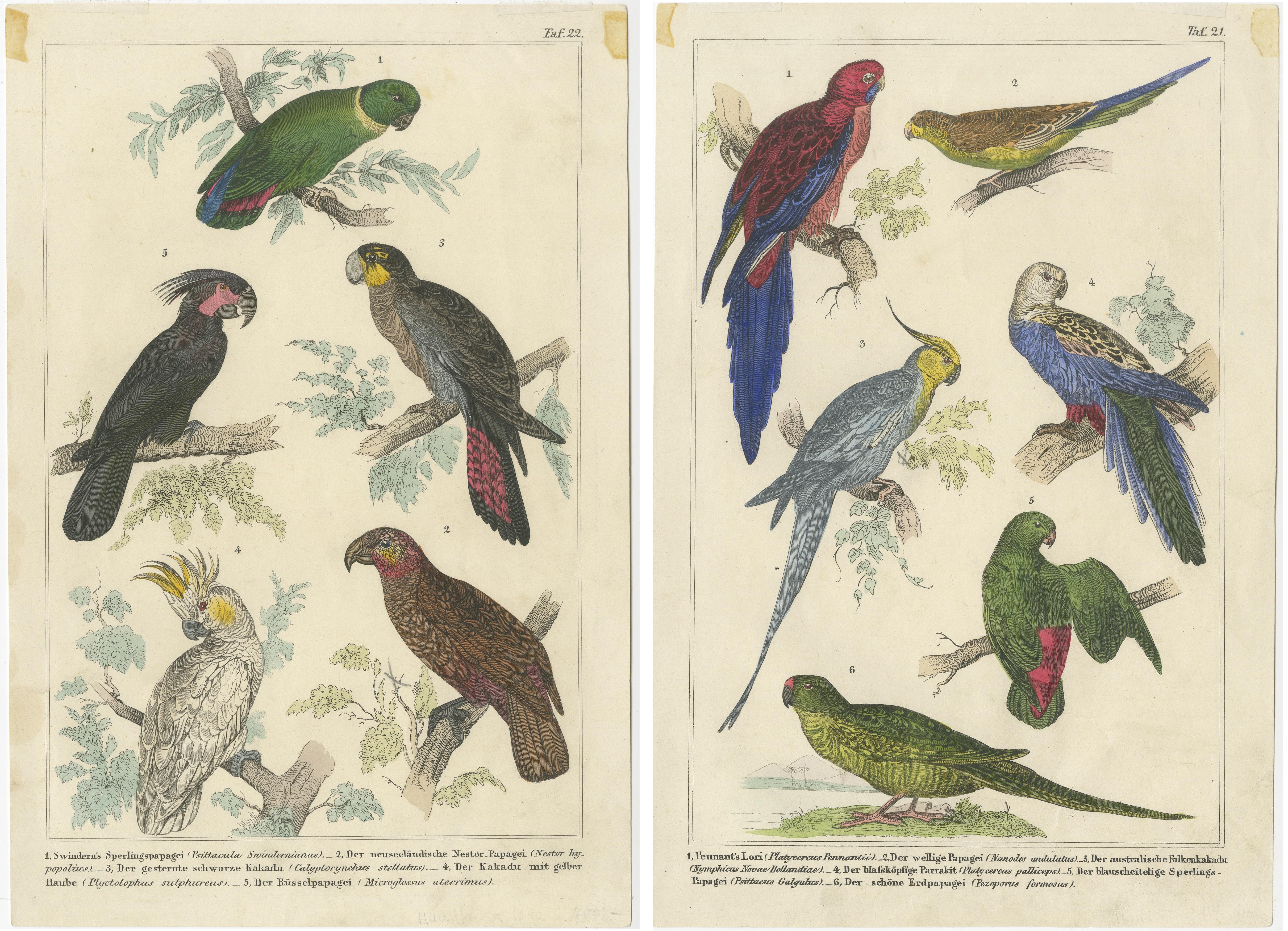 The two images for sale are intricate illustrations of various species of parrots, rendered in a style that's characteristic of the 19th-century scientific prints. They are labeled in German with both common and scientific names, and appear to be