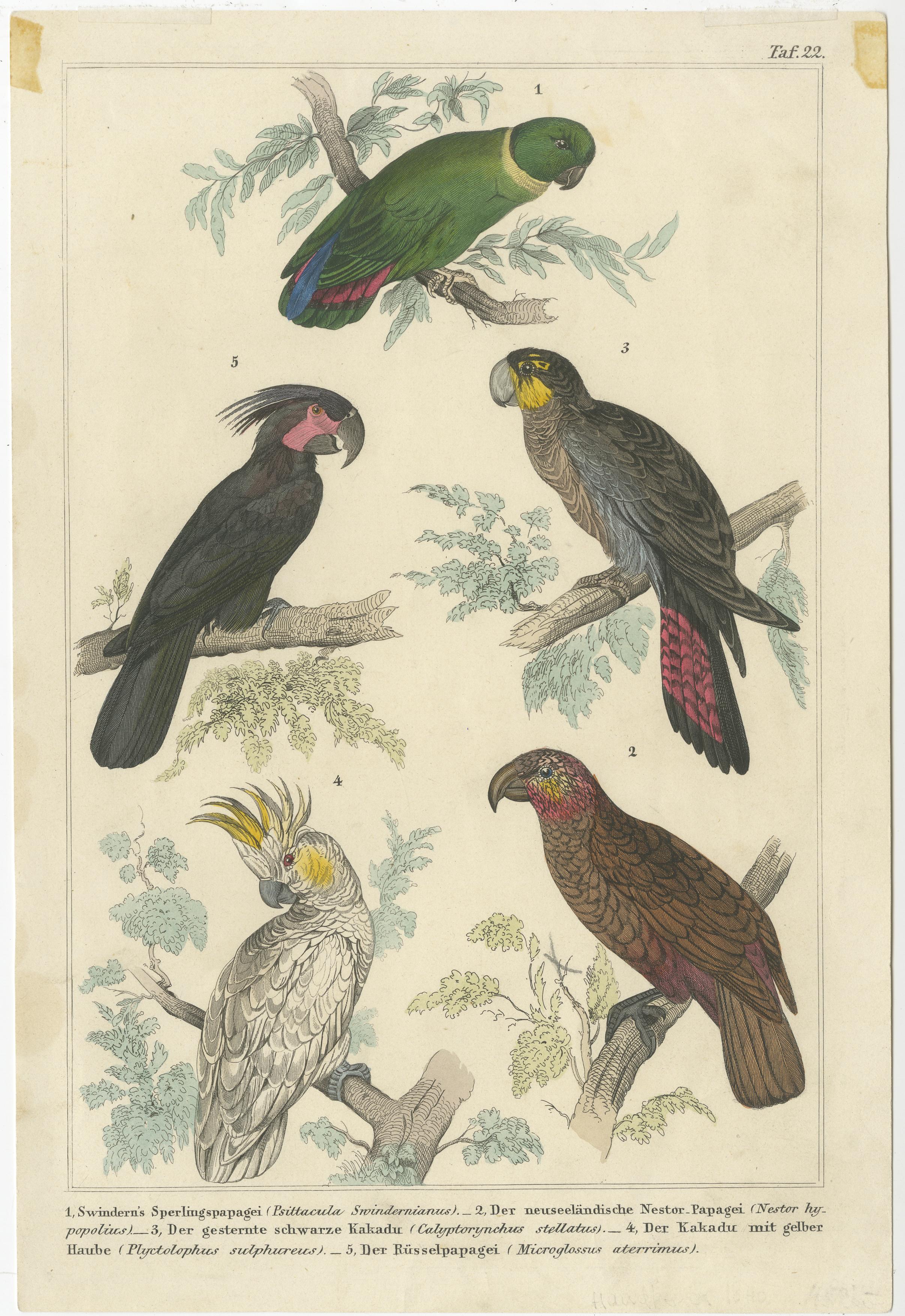 Set of 2 Antique Prints of Parrots, Lories and other Birds In Fair Condition For Sale In Langweer, NL