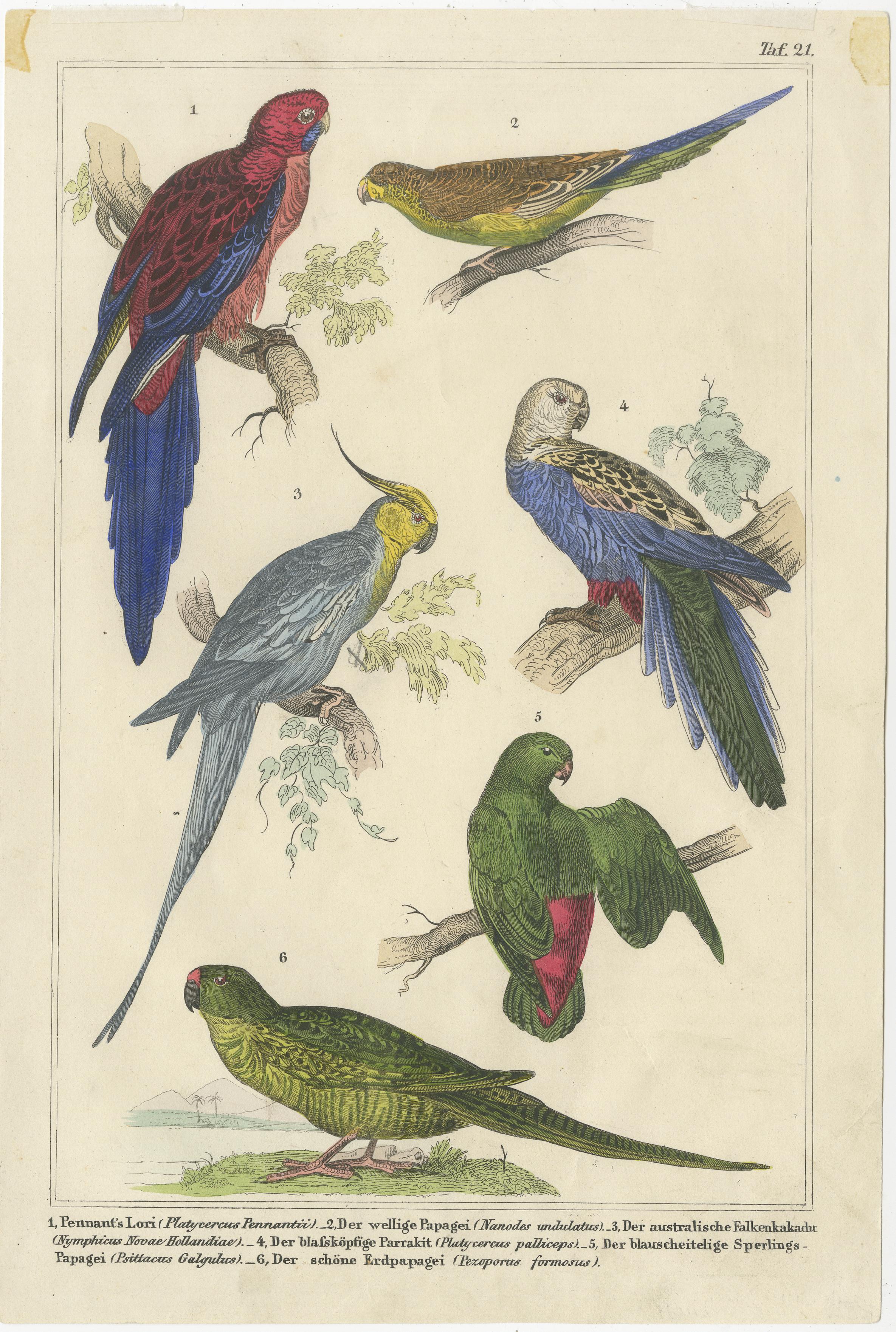19th Century Set of 2 Antique Prints of Parrots, Lories and other Birds For Sale