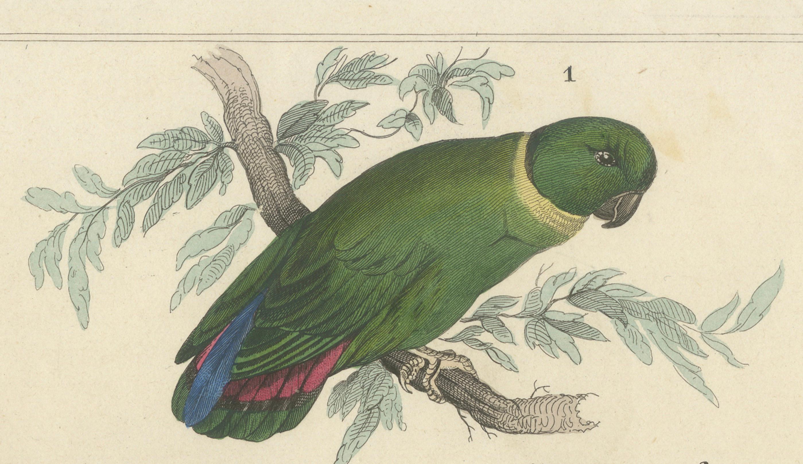 Paper Set of 2 Antique Prints of Parrots, Lories and other Birds For Sale
