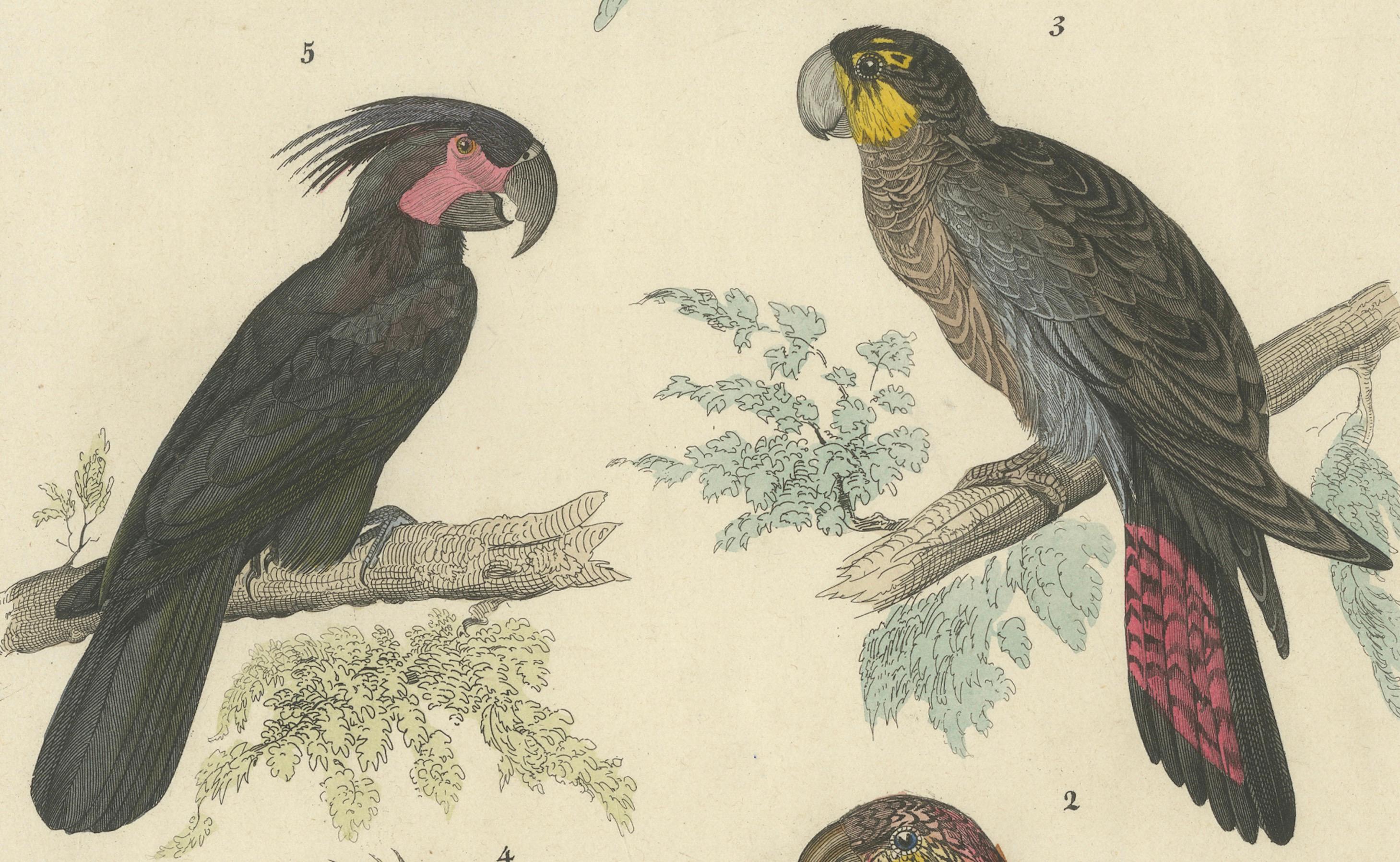 Set of 2 Antique Prints of Parrots, Lories and other Birds For Sale 1