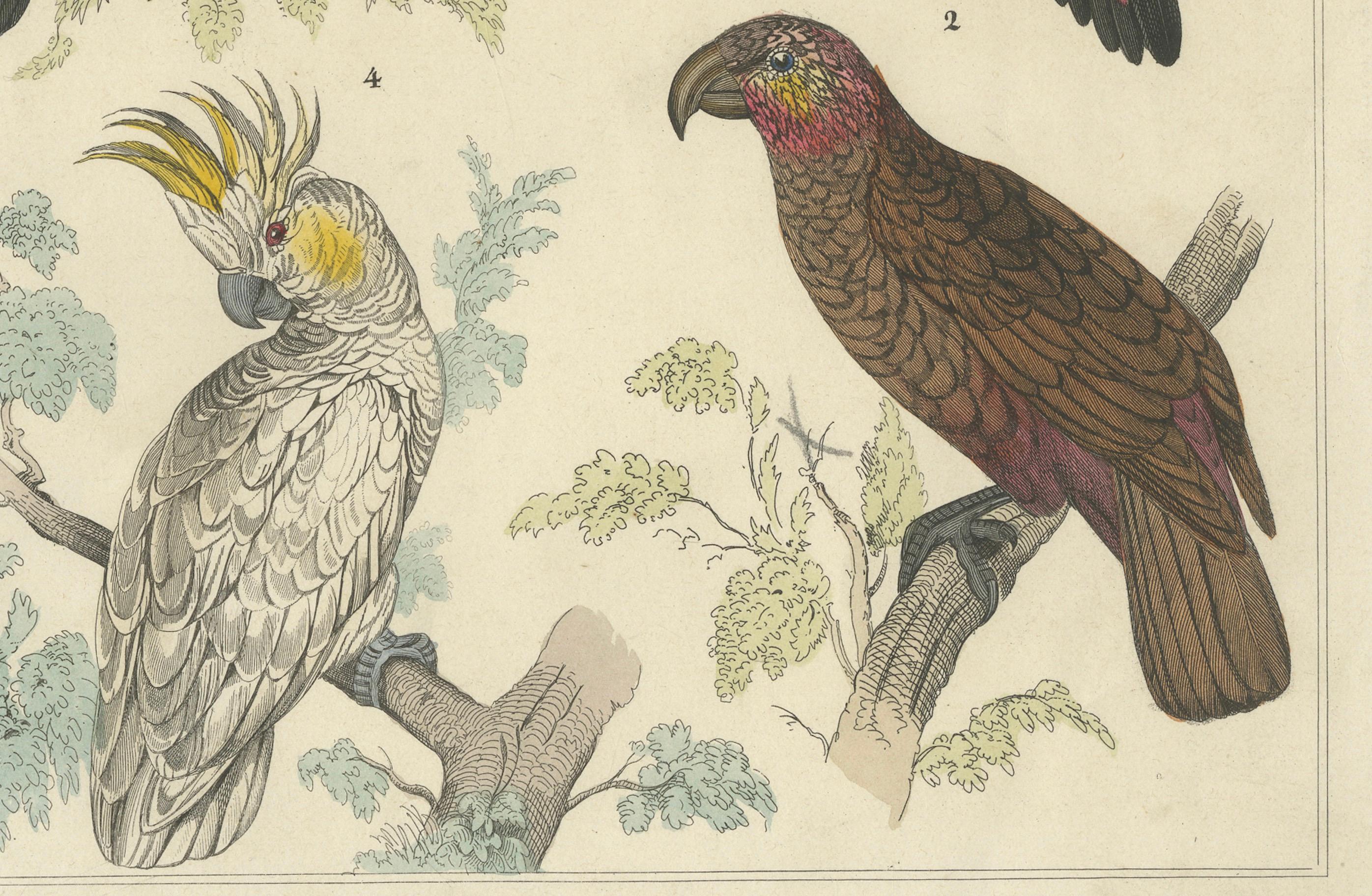 Set of 2 Antique Prints of Parrots, Lories and other Birds For Sale 2