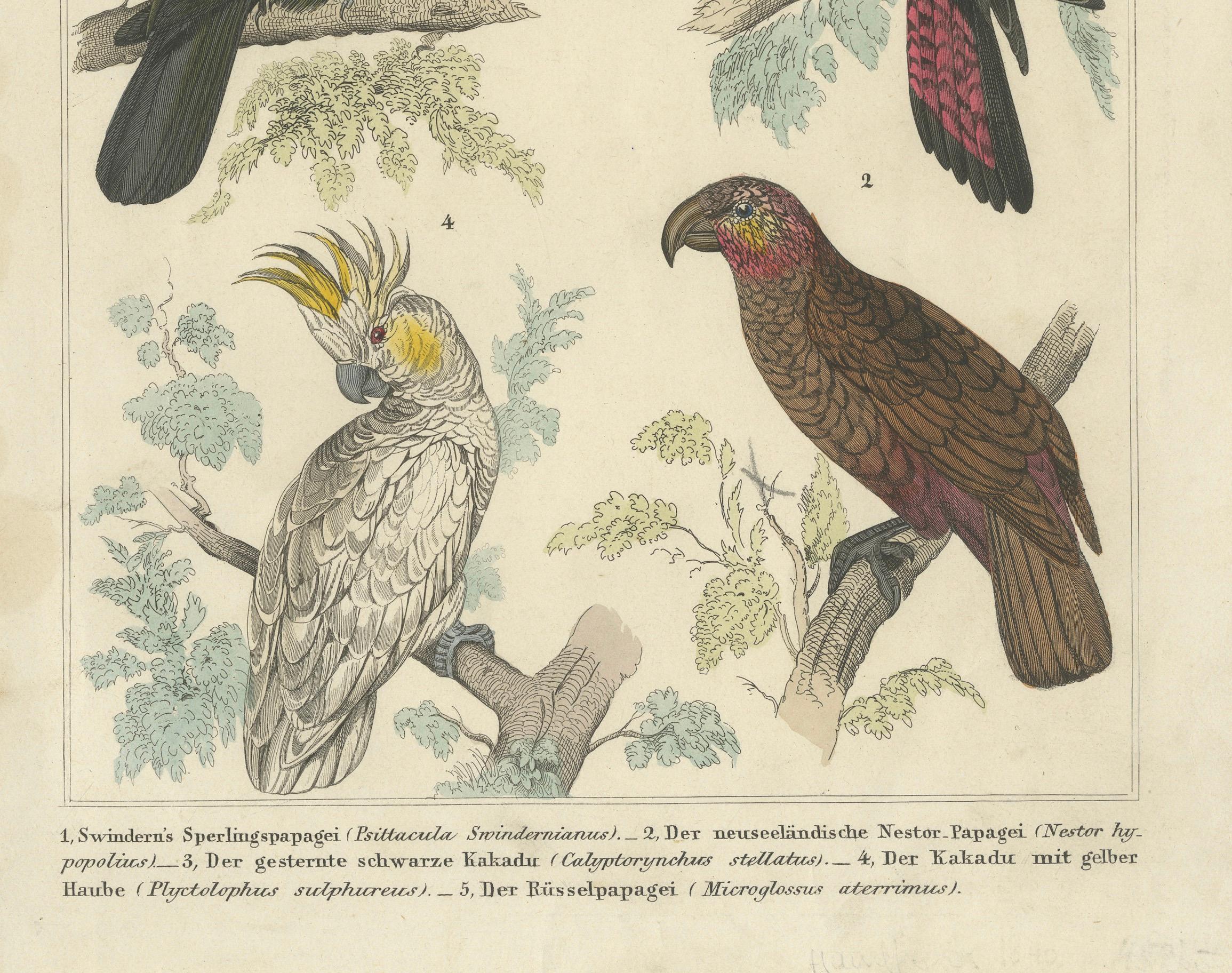Set of 2 Antique Prints of Parrots, Lories and other Birds For Sale 3