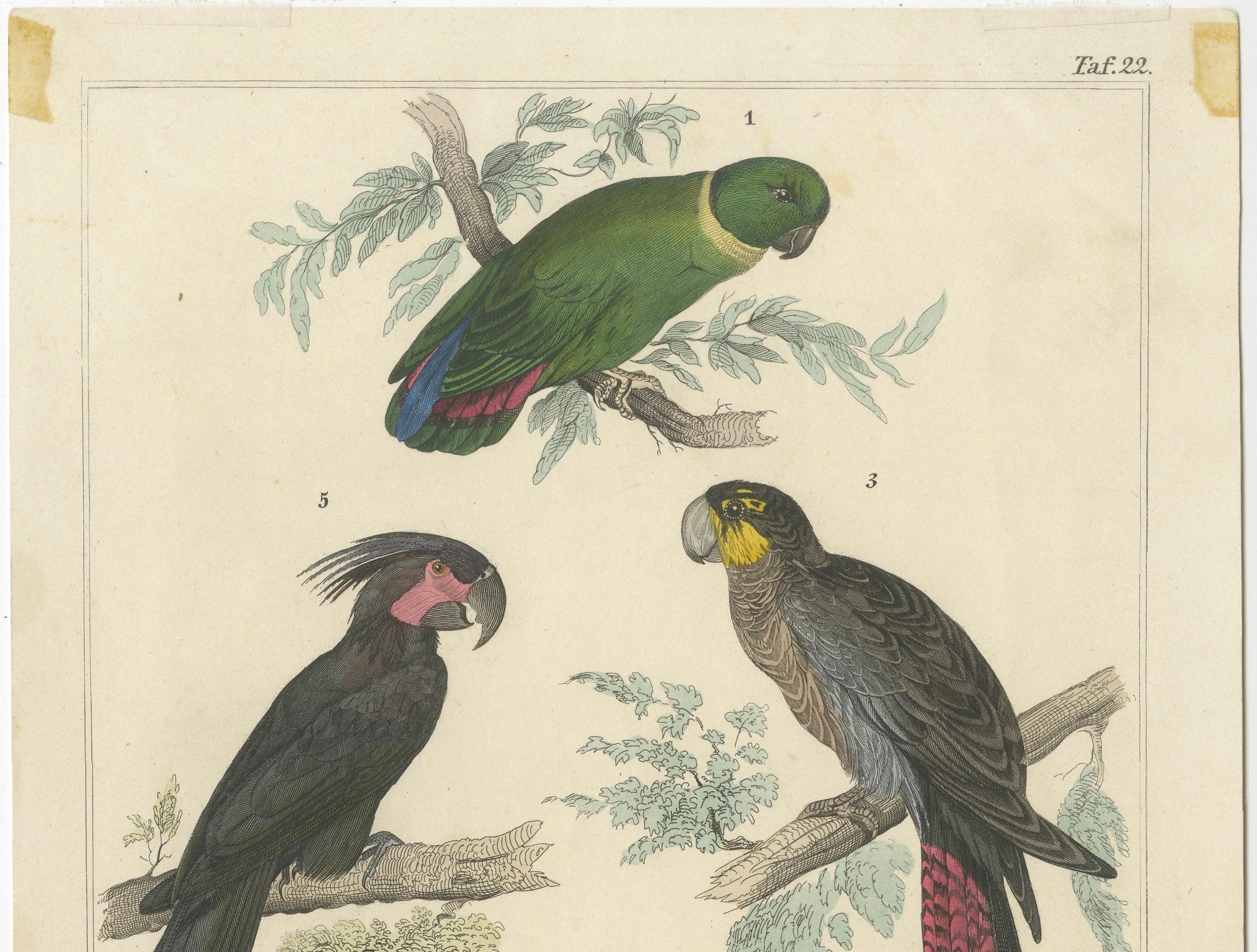 Set of 2 Antique Prints of Parrots, Lories and other Birds For Sale 4