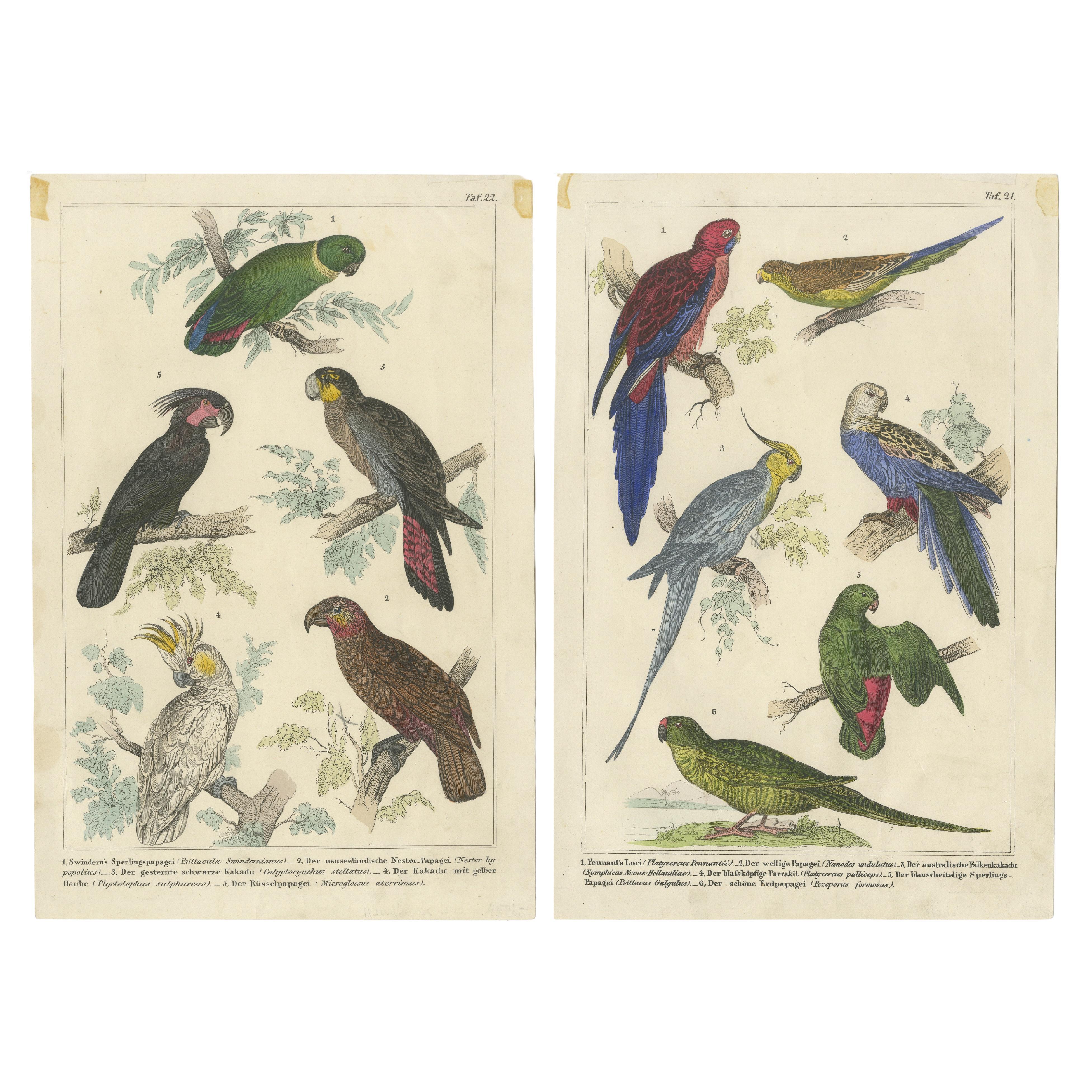 Set of 2 Antique Prints of Parrots, Lories and other Birds For Sale