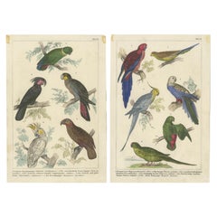 Ensemble de 2 estampes anciennes de perroquets, de lauriers et d'autres oiseaux