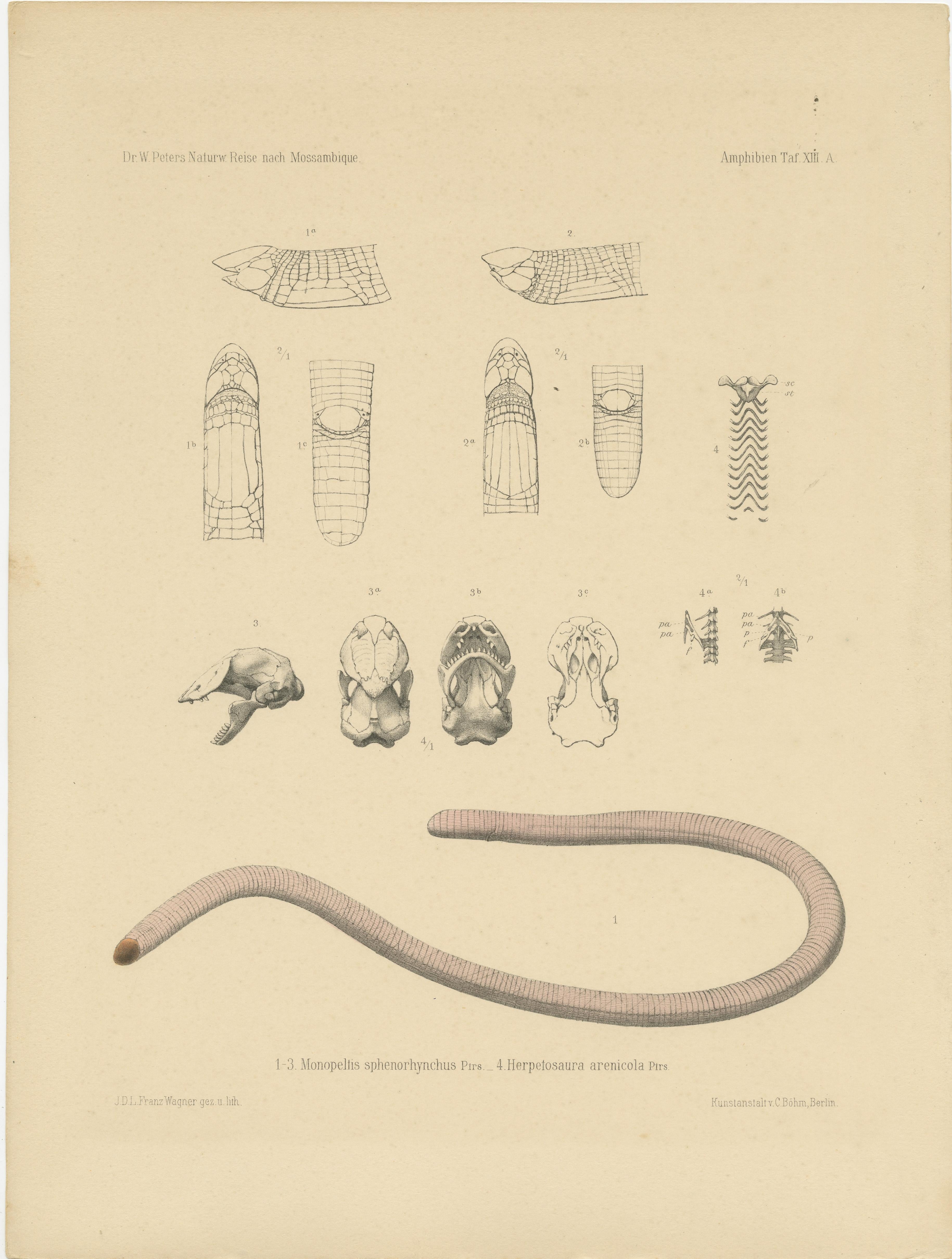 Set of two antique prints titled 'Monopeltis sphenorhynchus (..)'. Original antique prints illustrating the anatomy of a worm lizard and other amphibians. These prints originate from 'Naturwissenschaftliche Reise nach Mossambique (..)' by Wilhelm