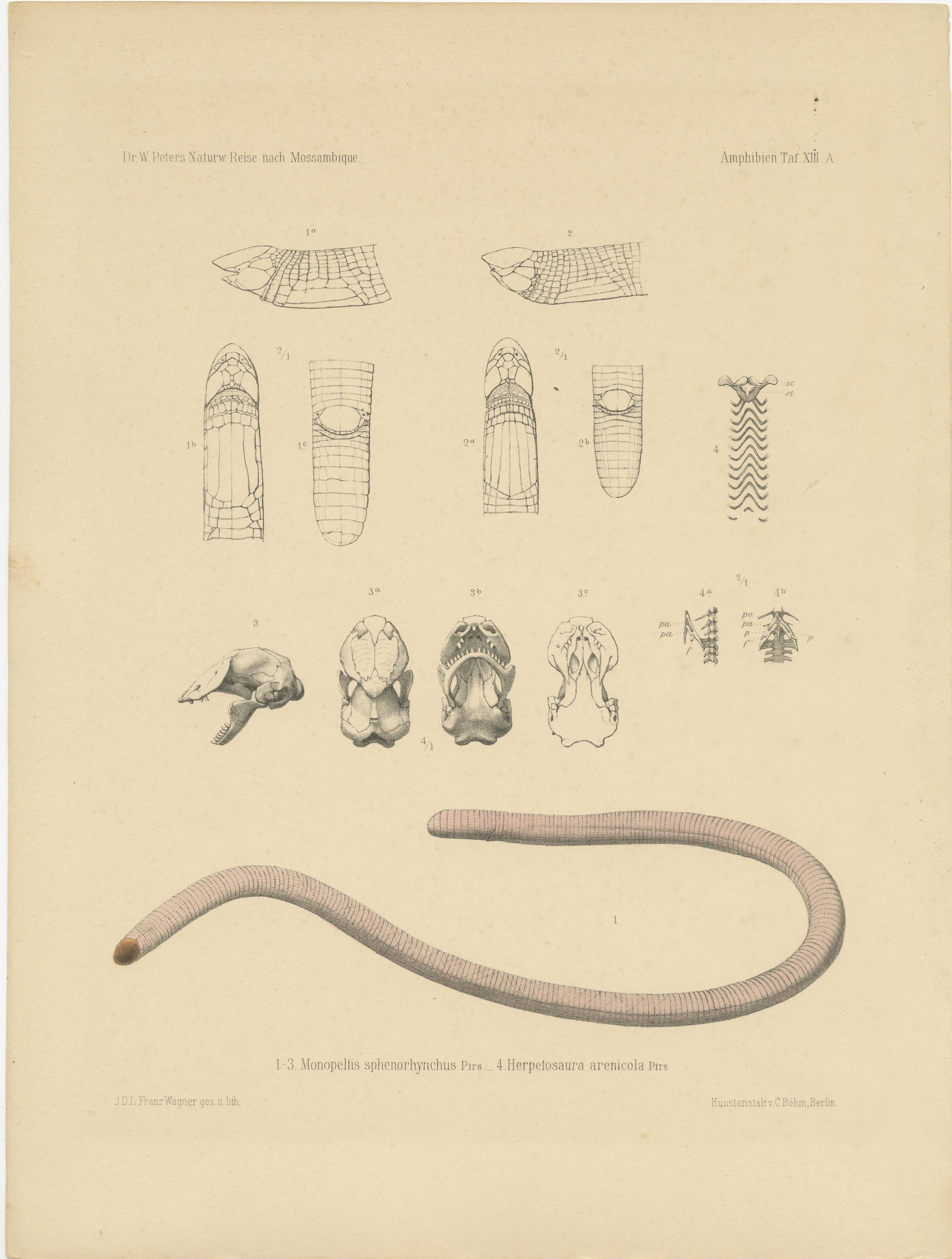 Ensemble de deux gravures anciennes intitulées 'Monopeltis sphenorhynchus (...)'. Gravures anciennes originales illustrant l'anatomie d'un lézard vermiforme et d'autres amphibiens. Ces gravures proviennent de 