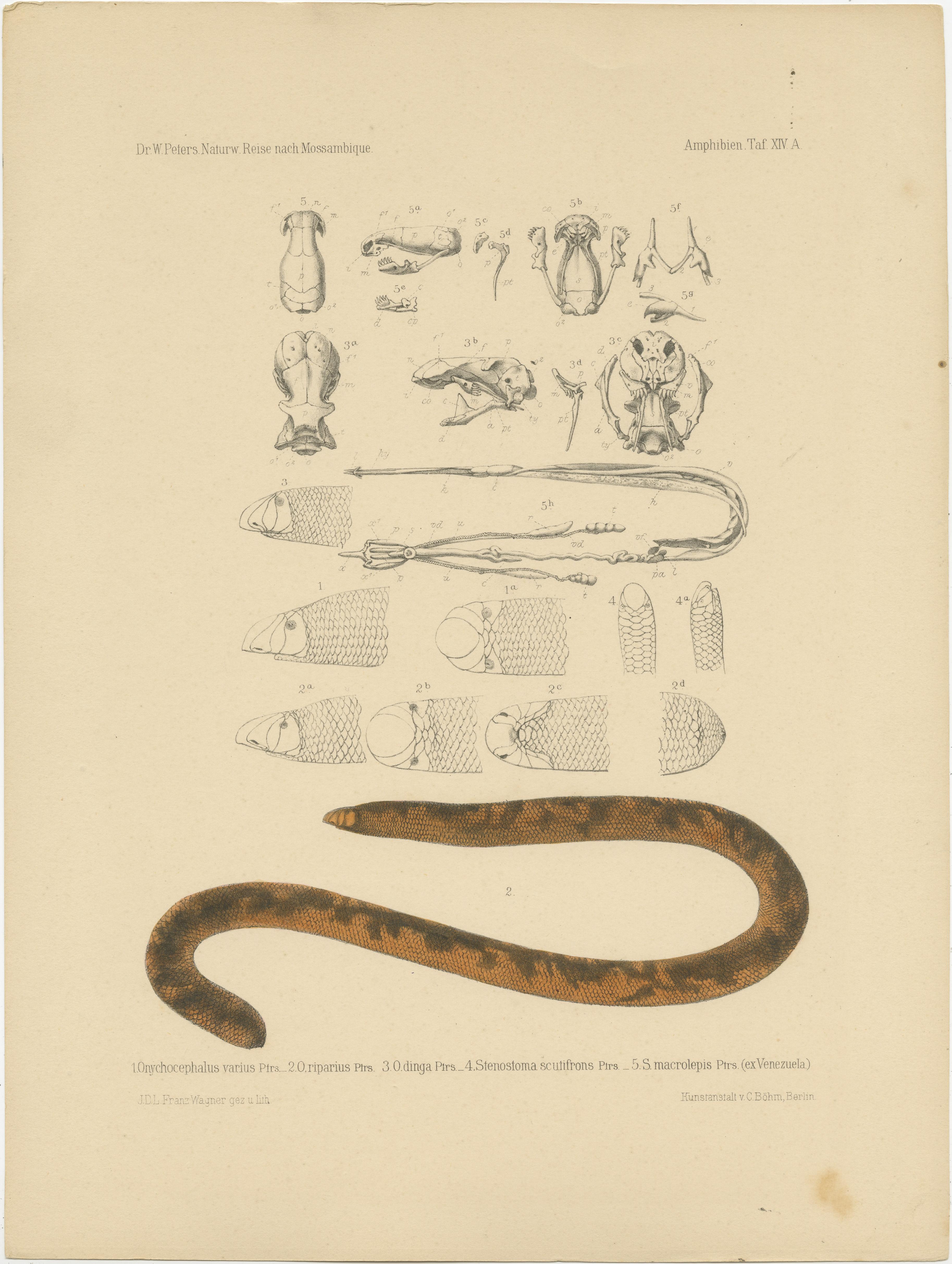 Set of 2 Antique Prints of the Anatomy of a Worm Lizard and Other Amphibians In Good Condition For Sale In Langweer, NL