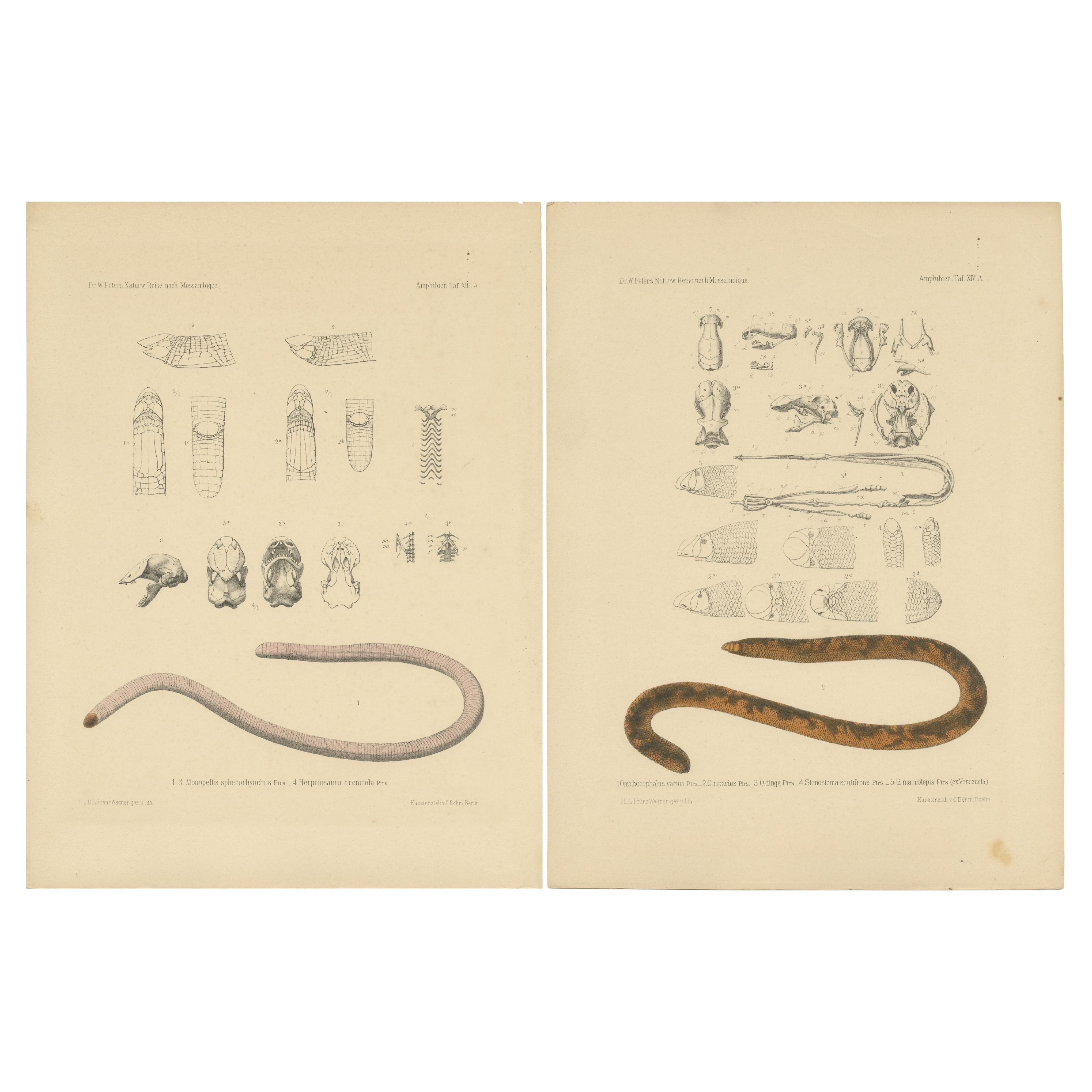 Set of 2 Antique Prints of the Anatomy of a Worm Lizard and Other Amphibians For Sale