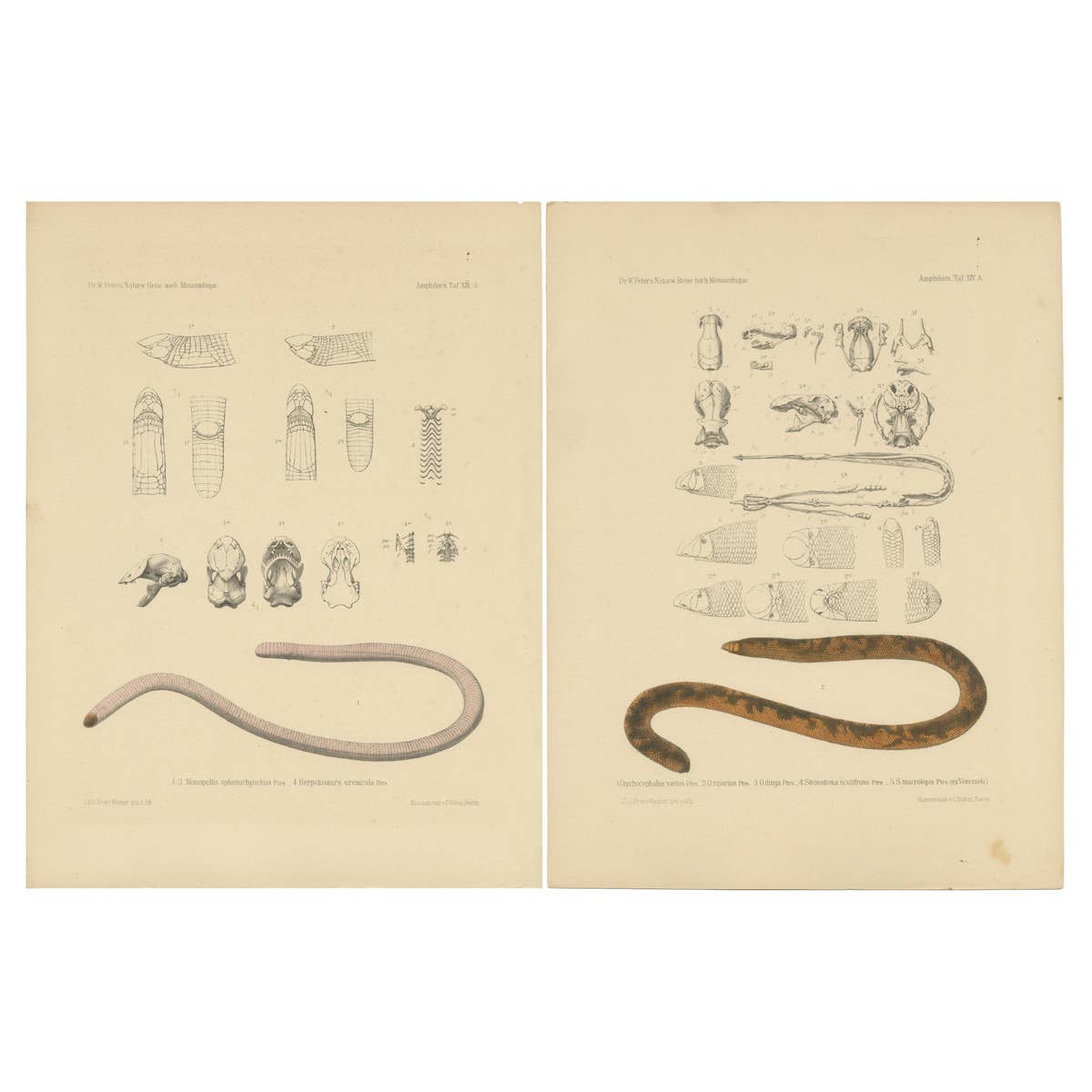Set of 2 Antique Prints of the Anatomy of a Worm Lizard and Other Amphibians