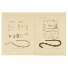 Set of 2 Antique Prints of the Anatomy of a Worm Lizard and Other Amphibians
