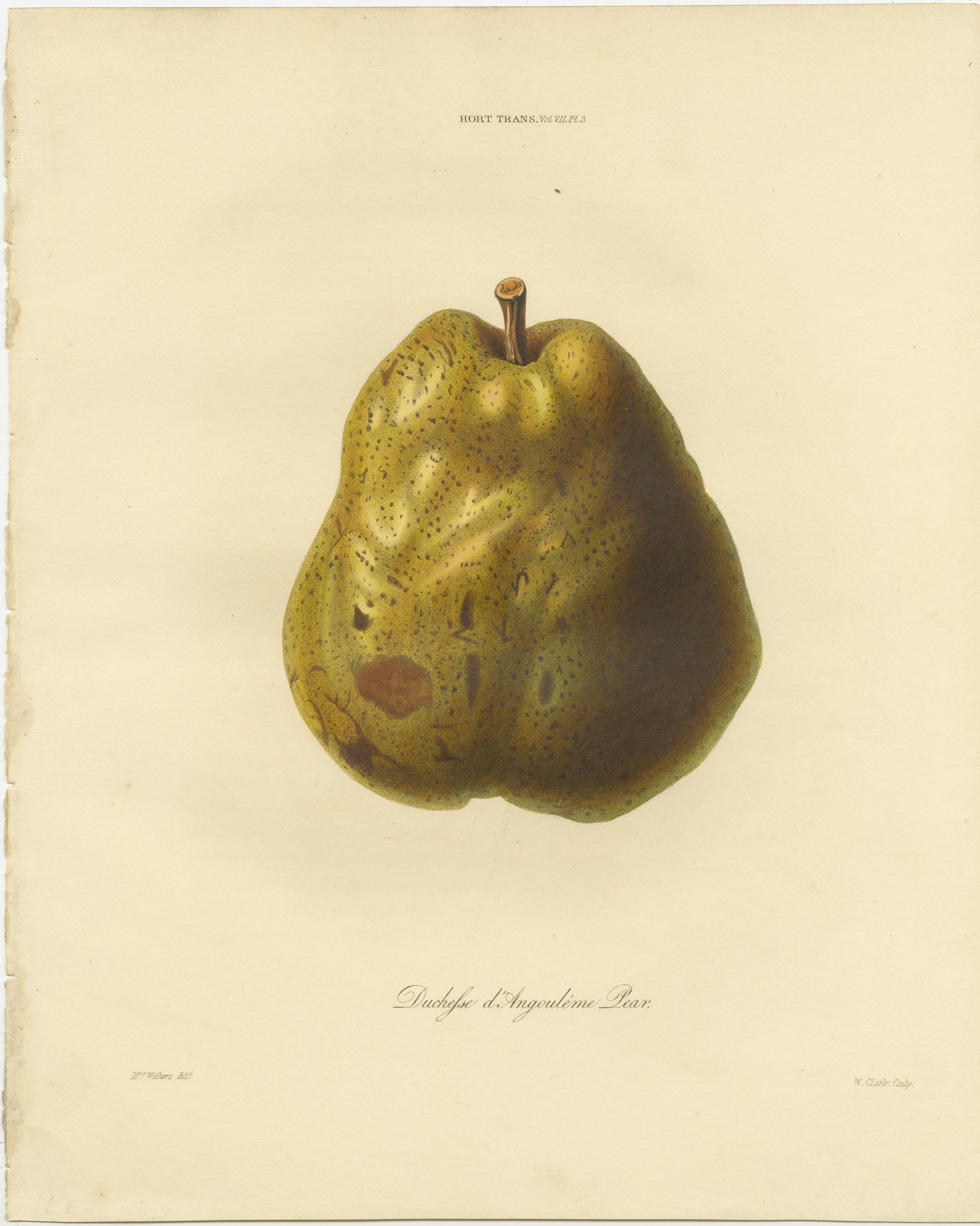 Set of 2 antique prints of pears. It shows the Beurrée d'Aremberg Pear, Gloux Morceaux Pear and the Duchesse d'Angouléme Pear. These prints originate from 'Transactions of the Horticultural Society of London' published circa 1835.

In Transactions