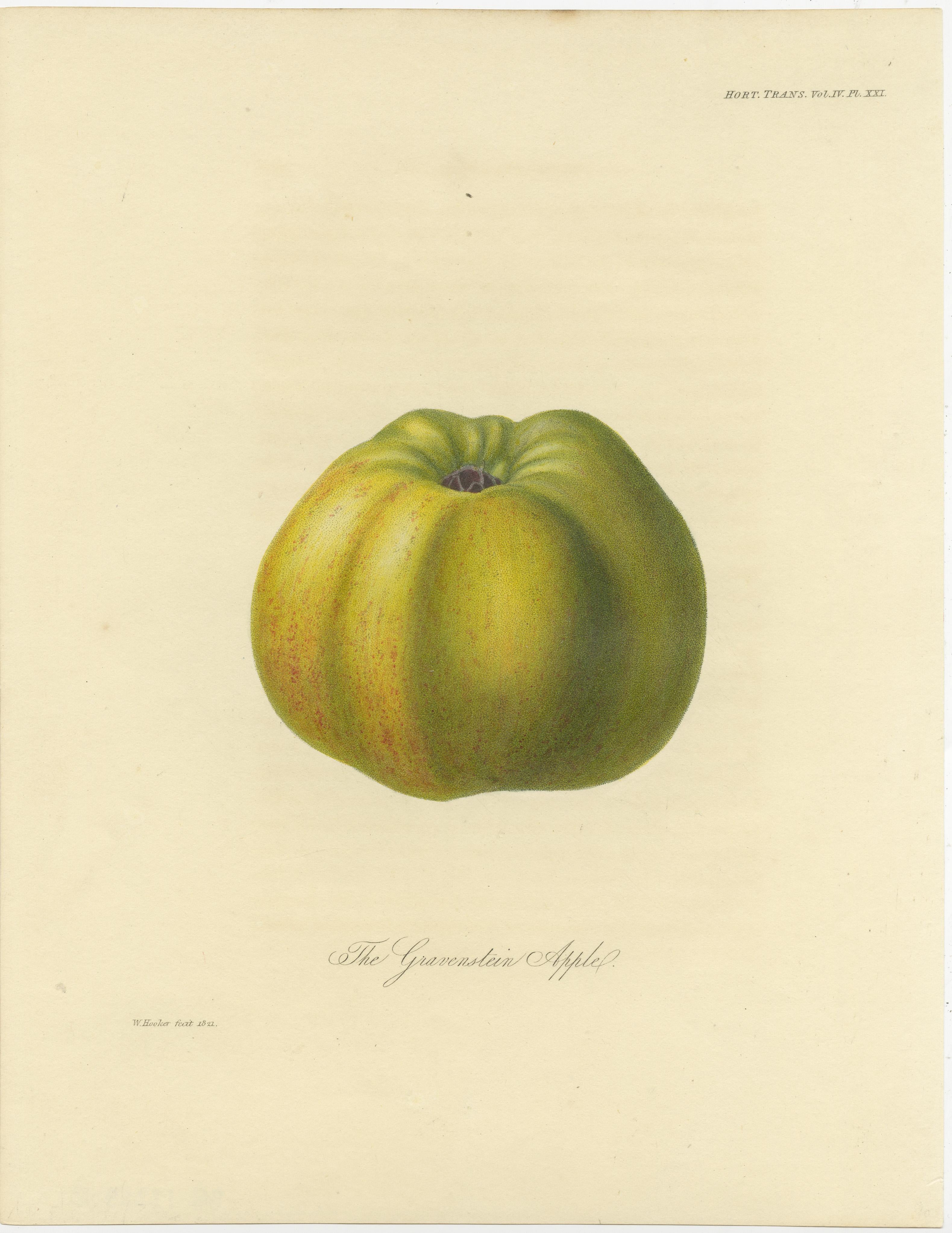 Set of 2 antique prints of apples. It shows the Gravenstein Apple and Alexander Apple. These prints originate from 'Transactions of the Horticultural Society of London' published circa 1835.

In Transactions of the Horticultural Society of London