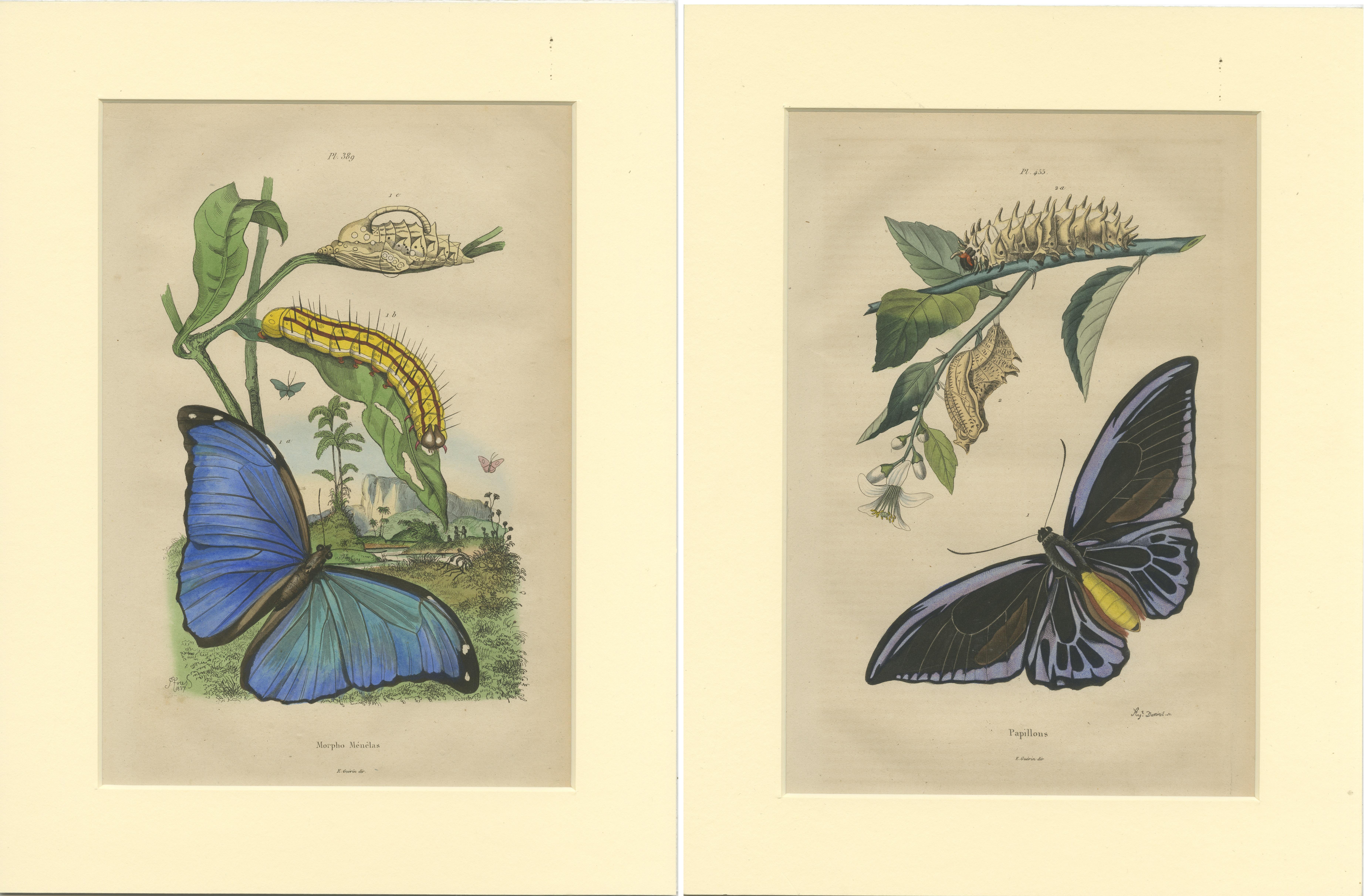 Set of 2 antique butterfly prints of the Menelaus blue morpho and other butterflies. These prints originate from 'Dictionnaire pittoresque d'Histoire Naturelle' by Adolph Felix-Edouard Guerin-Meneville de frites. Published in Paris, circa