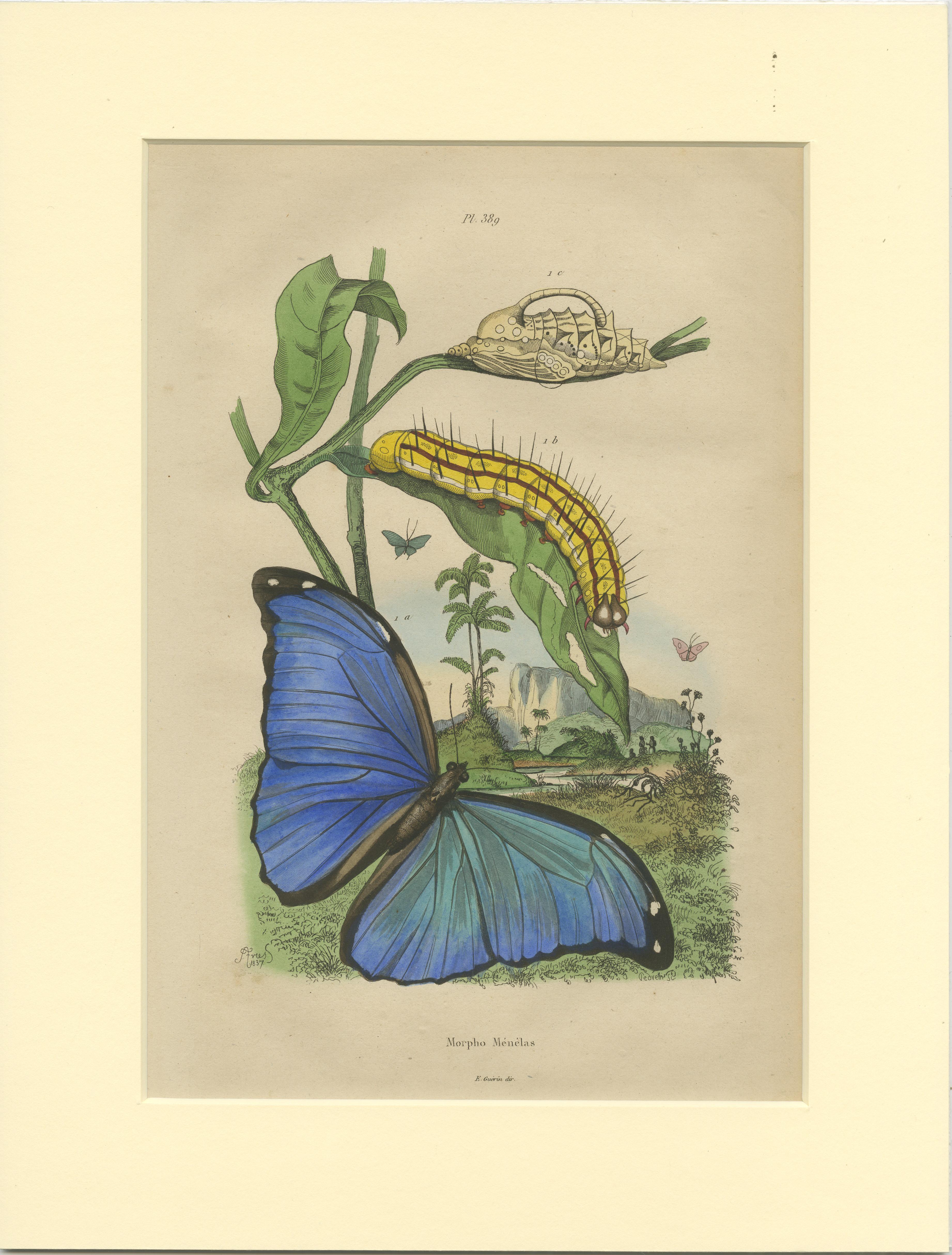 Set of 2 Antique Prints of the Menelaus Blue Morpho and Other Butterflies In Good Condition For Sale In Langweer, NL