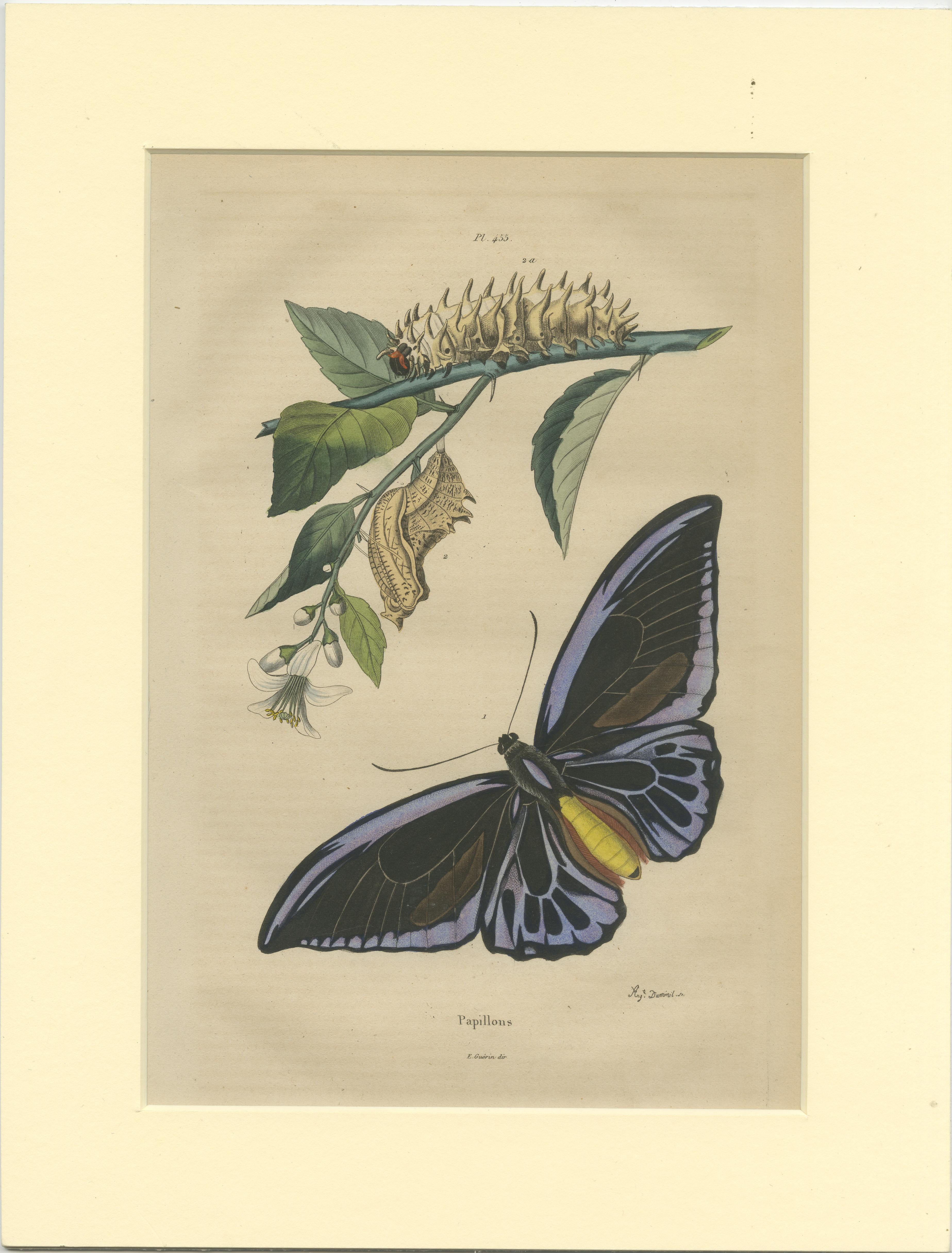 19th Century Set of 2 Antique Prints of the Menelaus Blue Morpho and Other Butterflies For Sale
