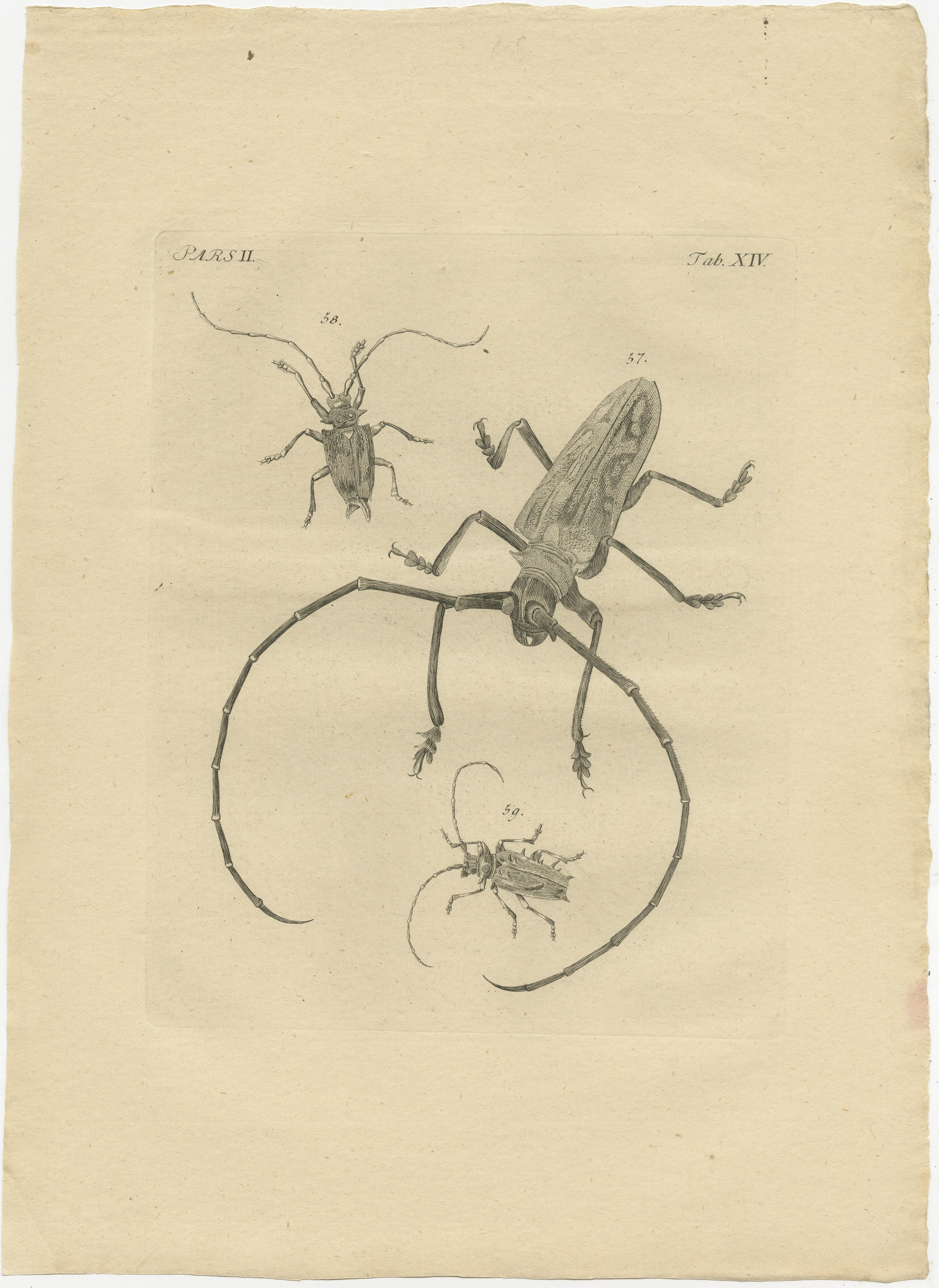 Ensemble de deux impressions originales anciennes d'insectes / coléoptères. Ces impressions proviennent très probablement d'une édition de l'ouvrage rare 