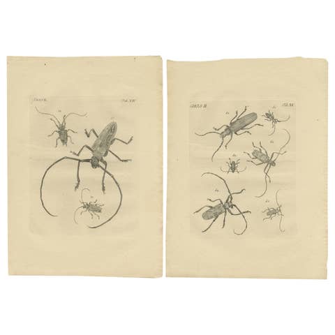 Set of 2 Antique Prints of Various Beetles