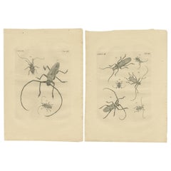 Set di 2 stampe antiche di diversi scarabei