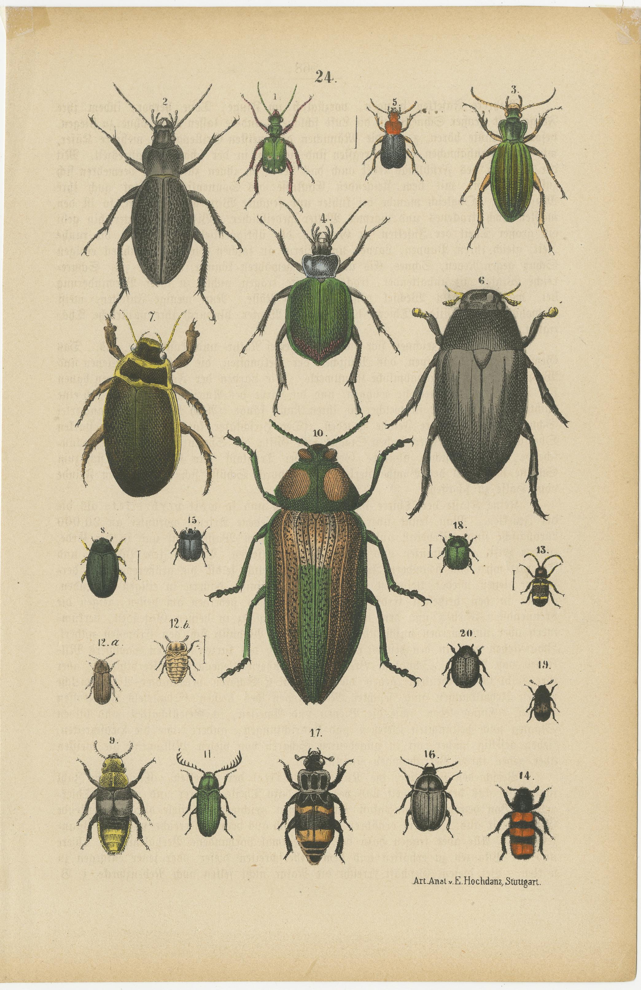 Set of two hand-colored antique prints depicting many beetles. Source unknown, to be determined. Published by E. Hochdanz, circa 1890. The print include a Rhinoceros Beetle. Rhinoceros Beetles are distinguished by their sizeable horn-like structures