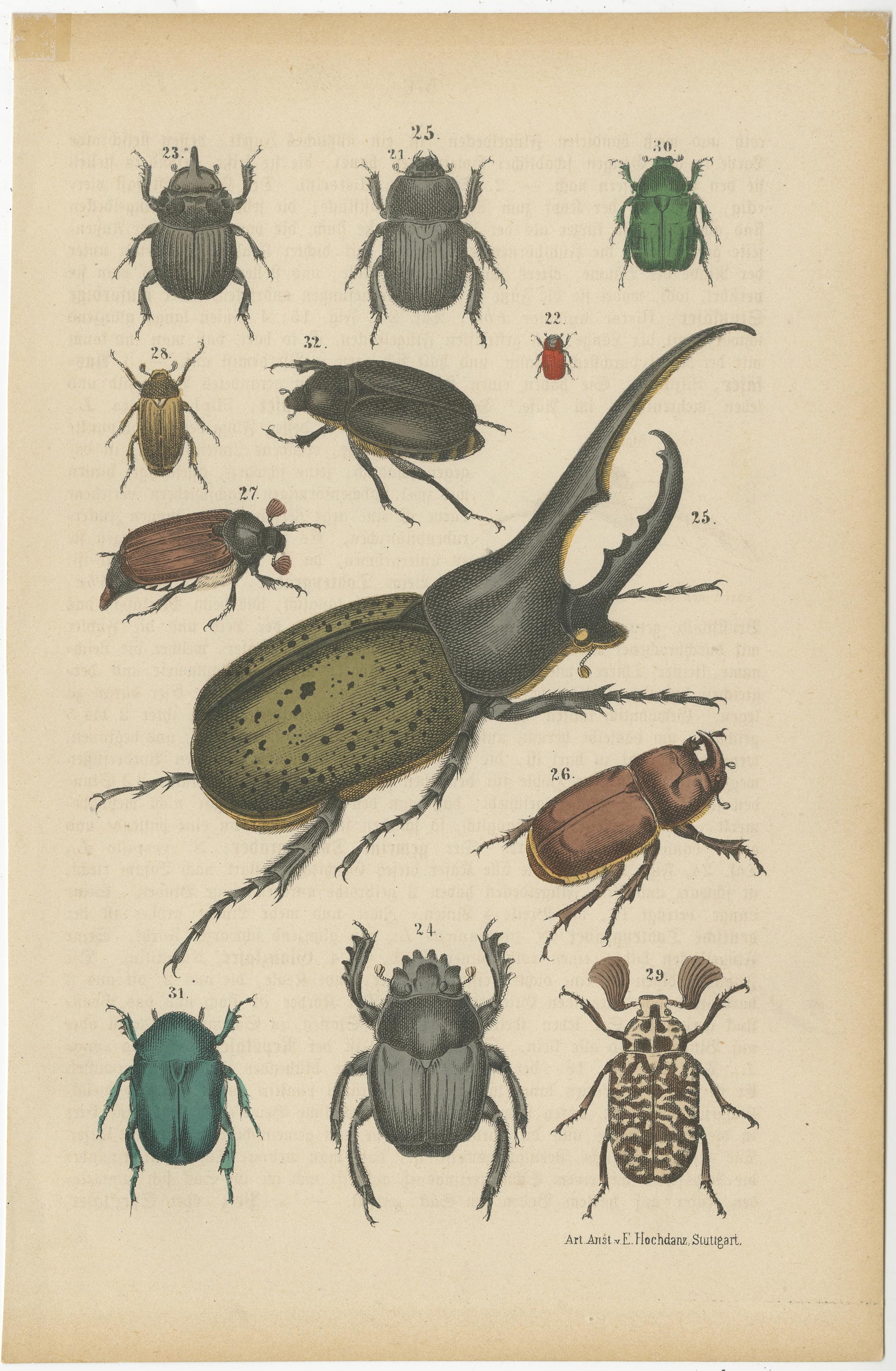 Set of 2 Antique Prints of various Beetles including a Rhinoceros Beetle In Good Condition For Sale In Langweer, NL