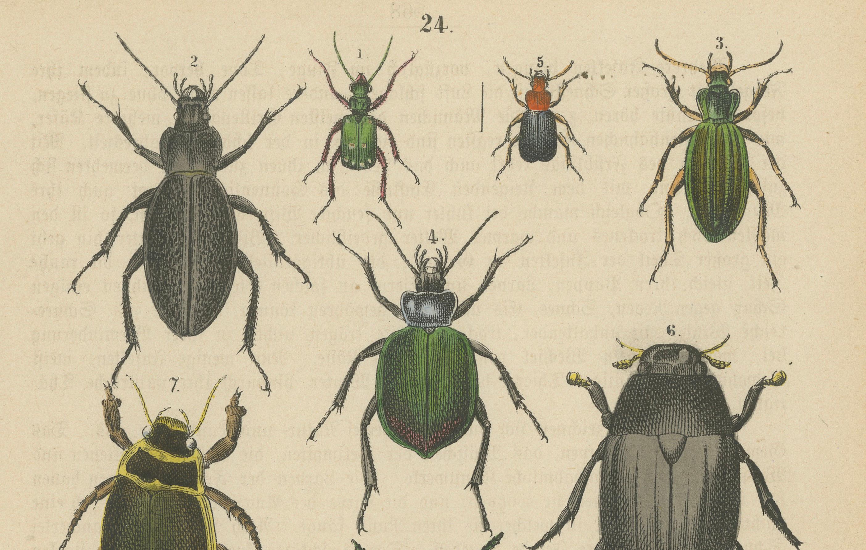 Satz von 2 antiken Drucken von diversen Käfern, darunter ein Nashornkäfer (19. Jahrhundert) im Angebot