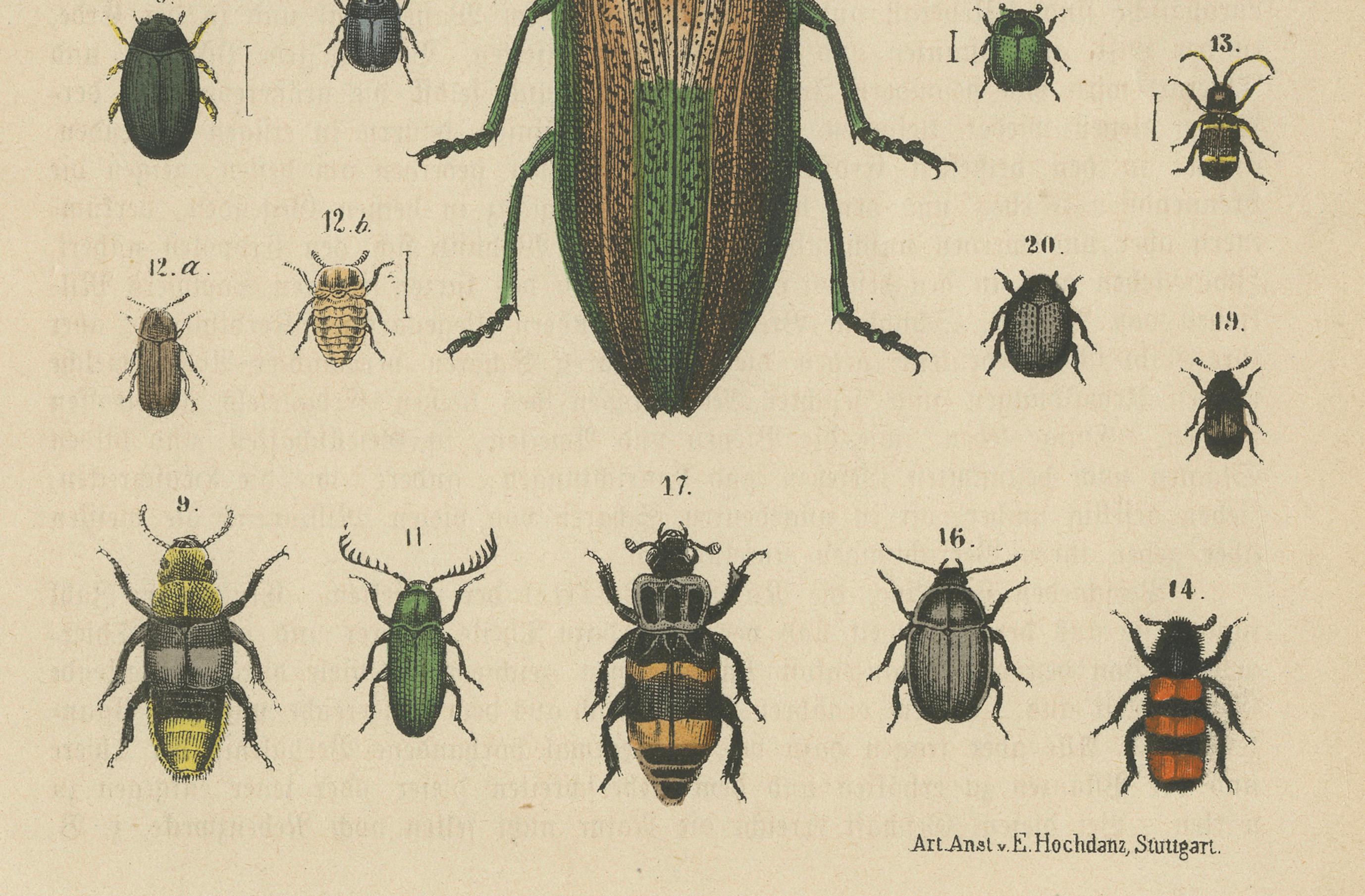 Paper Set of 2 Antique Prints of various Beetles including a Rhinoceros Beetle For Sale