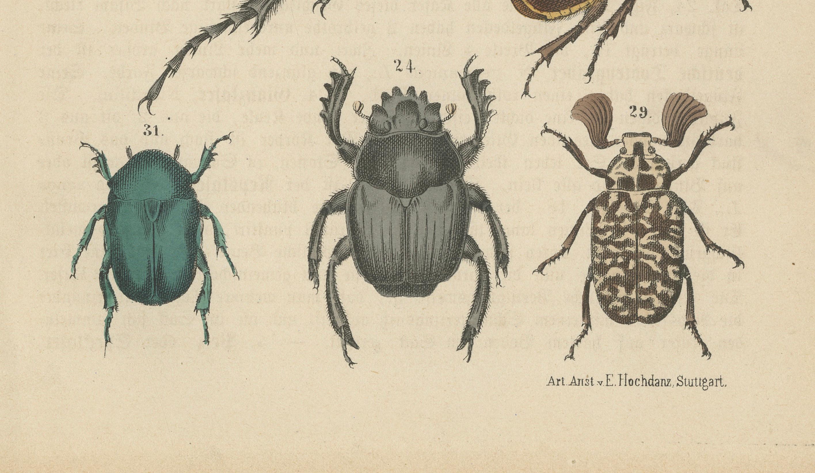 Set of 2 Antique Prints of various Beetles including a Rhinoceros Beetle For Sale 1