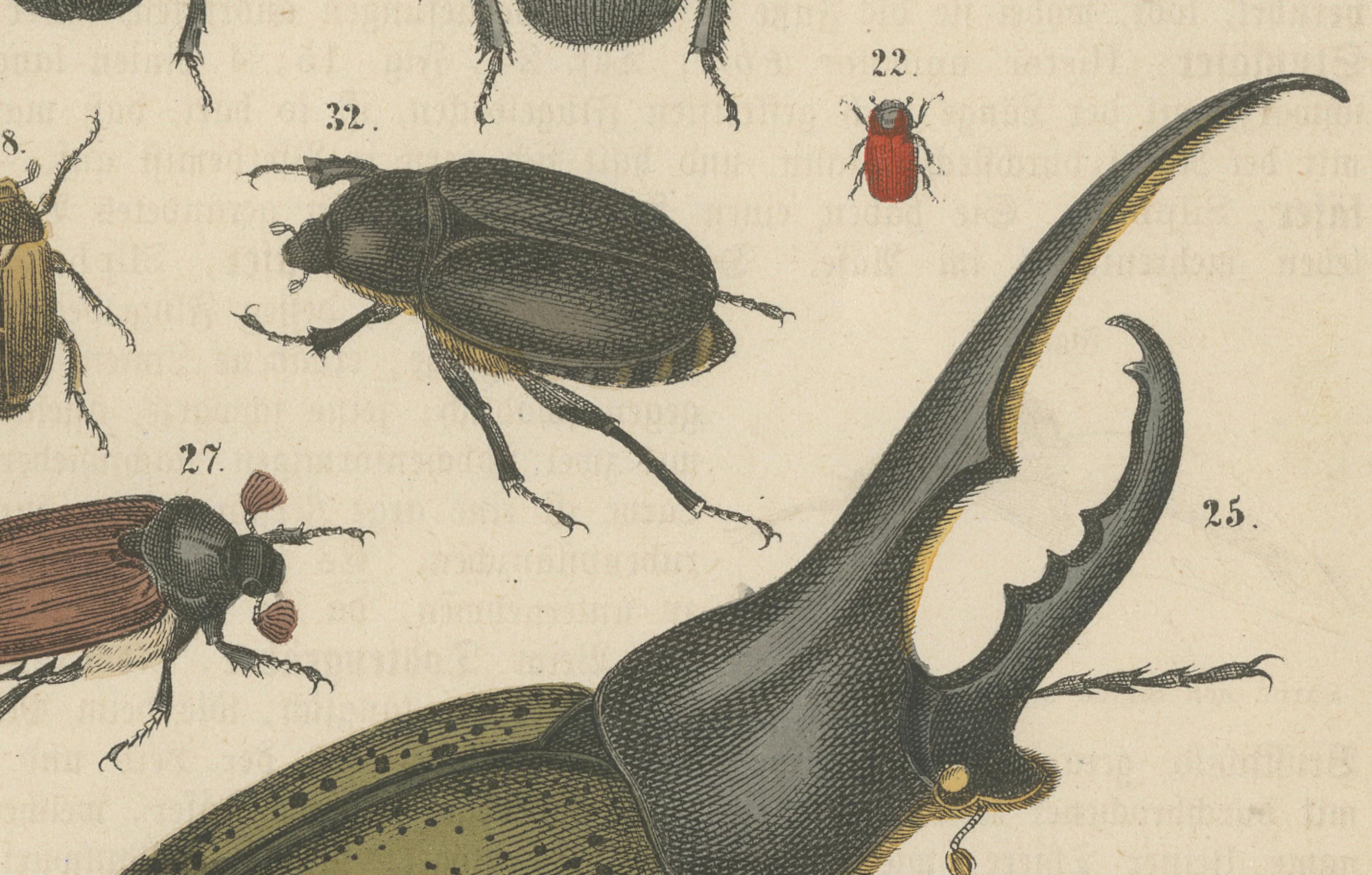 Set of 2 Antique Prints of various Beetles including a Rhinoceros Beetle For Sale 2