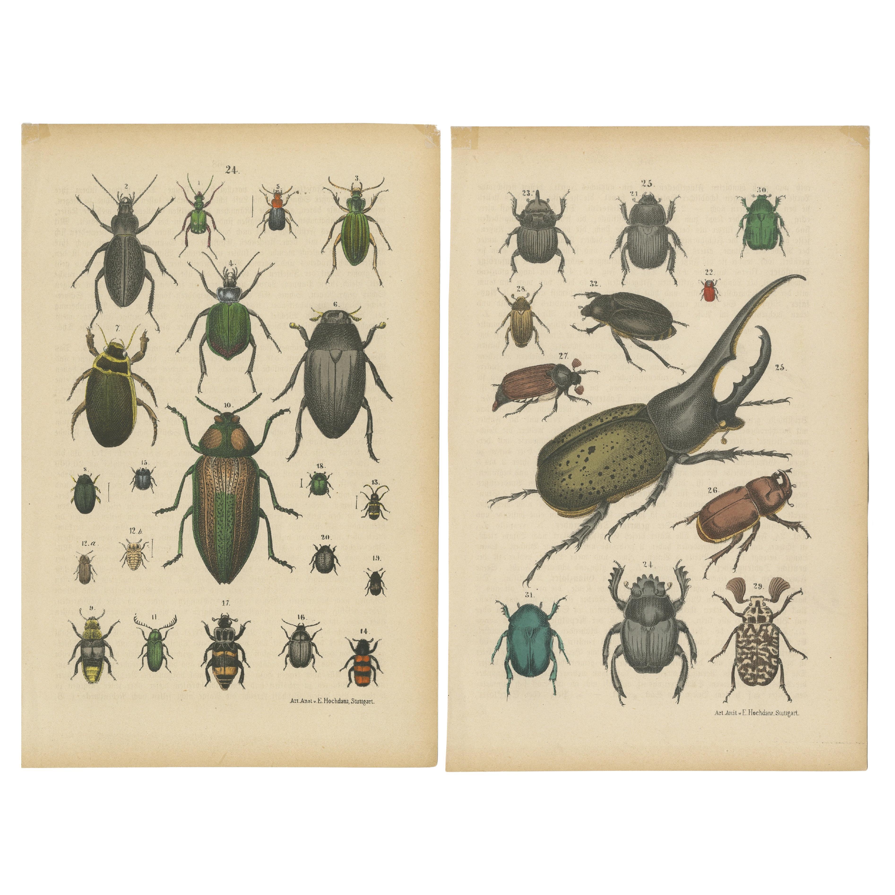 Satz von 2 antiken Drucken von diversen Käfern, darunter ein Nashornkäfer im Angebot