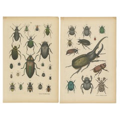 Satz von 2 antiken Drucken von diversen Käfern, darunter ein Nashornkäfer