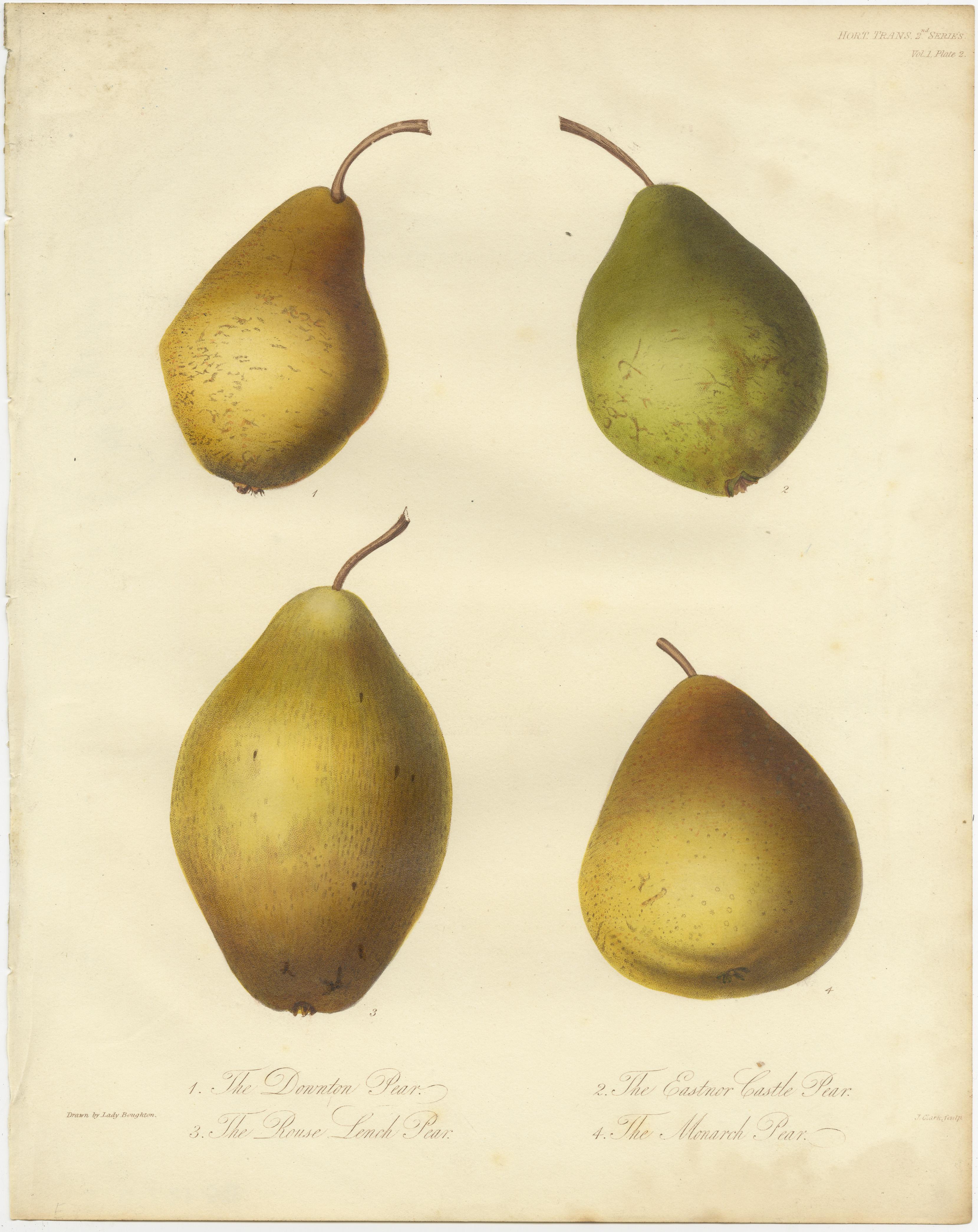 Set of 2 antique prints of various pears and apples. It shows the Downton Pear, Rouse Lench Pear, Eastnor Castle Pear, Monarch Pear, and the Malcarle or Charles Apple. These prints originate from 'Transactions of the Horticultural Society of London'