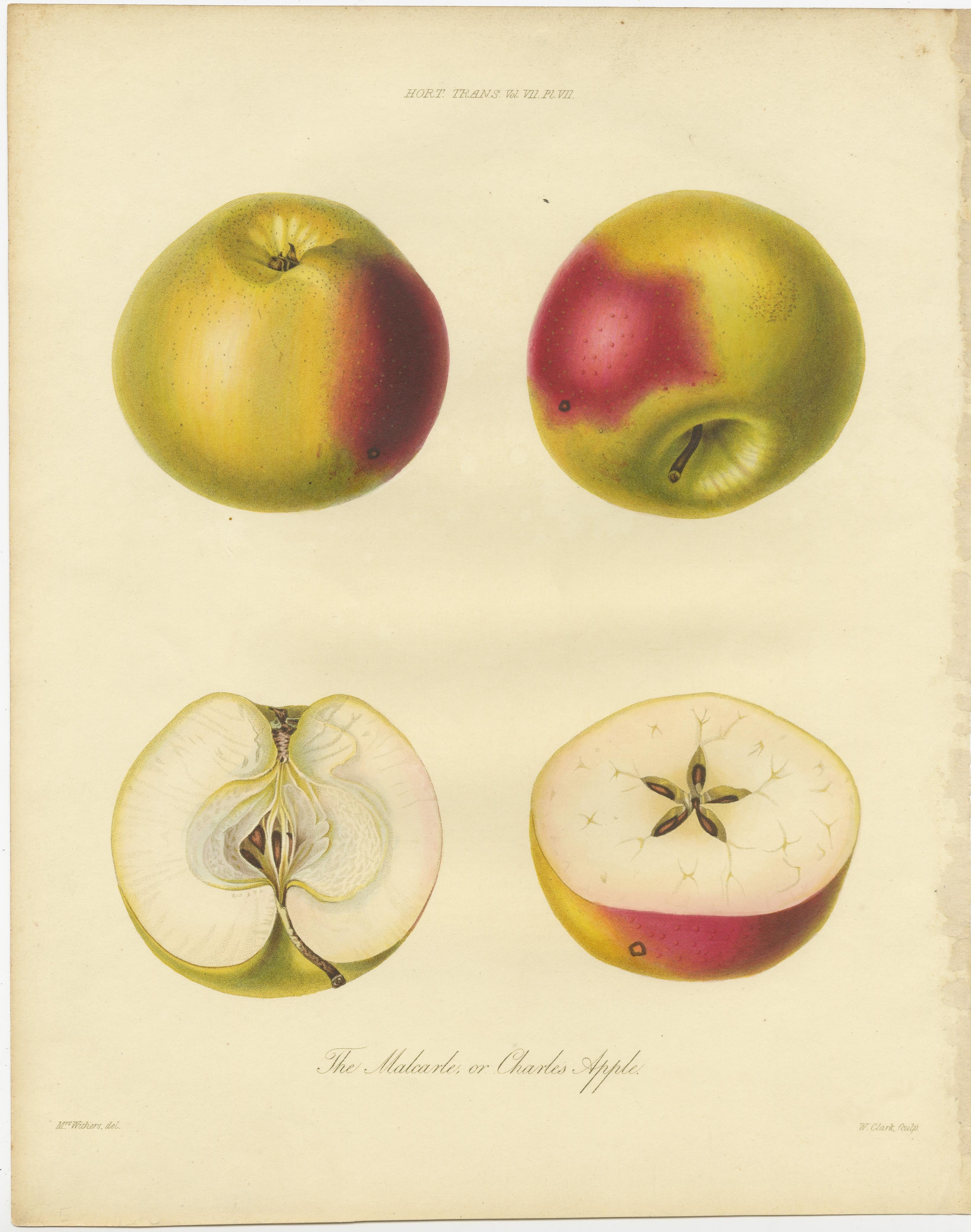 Ensemble de 2 gravures anciennes originales représentant diverses poires et pommes Bon état - En vente à Langweer, NL