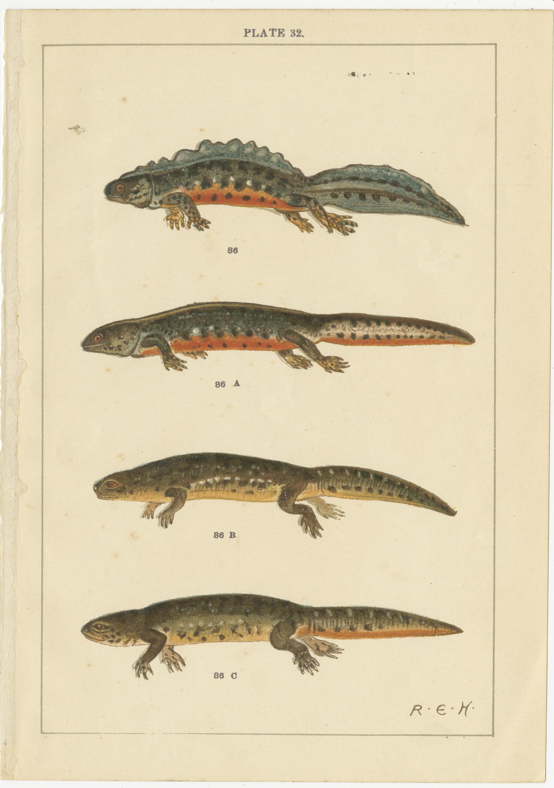 Plate 32 and Plate 33. Chromolithographs of various reptiles. Source unknown, to be determined. Published circa 1920.