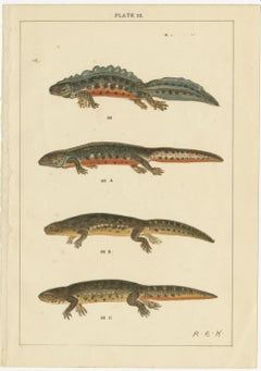 Set of 2 Antique Prints of Various Reptiles