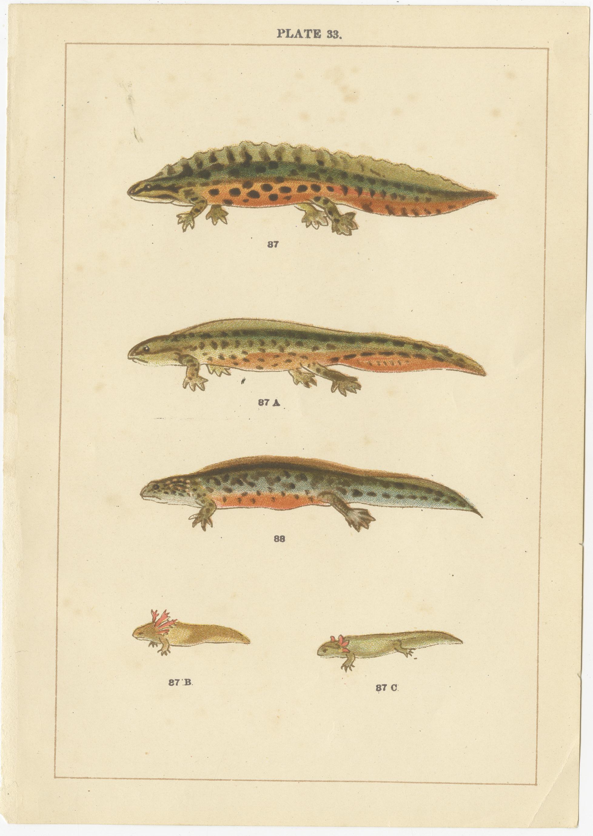 Set of 2 Antique Prints of Various Reptiles In Good Condition For Sale In Langweer, NL