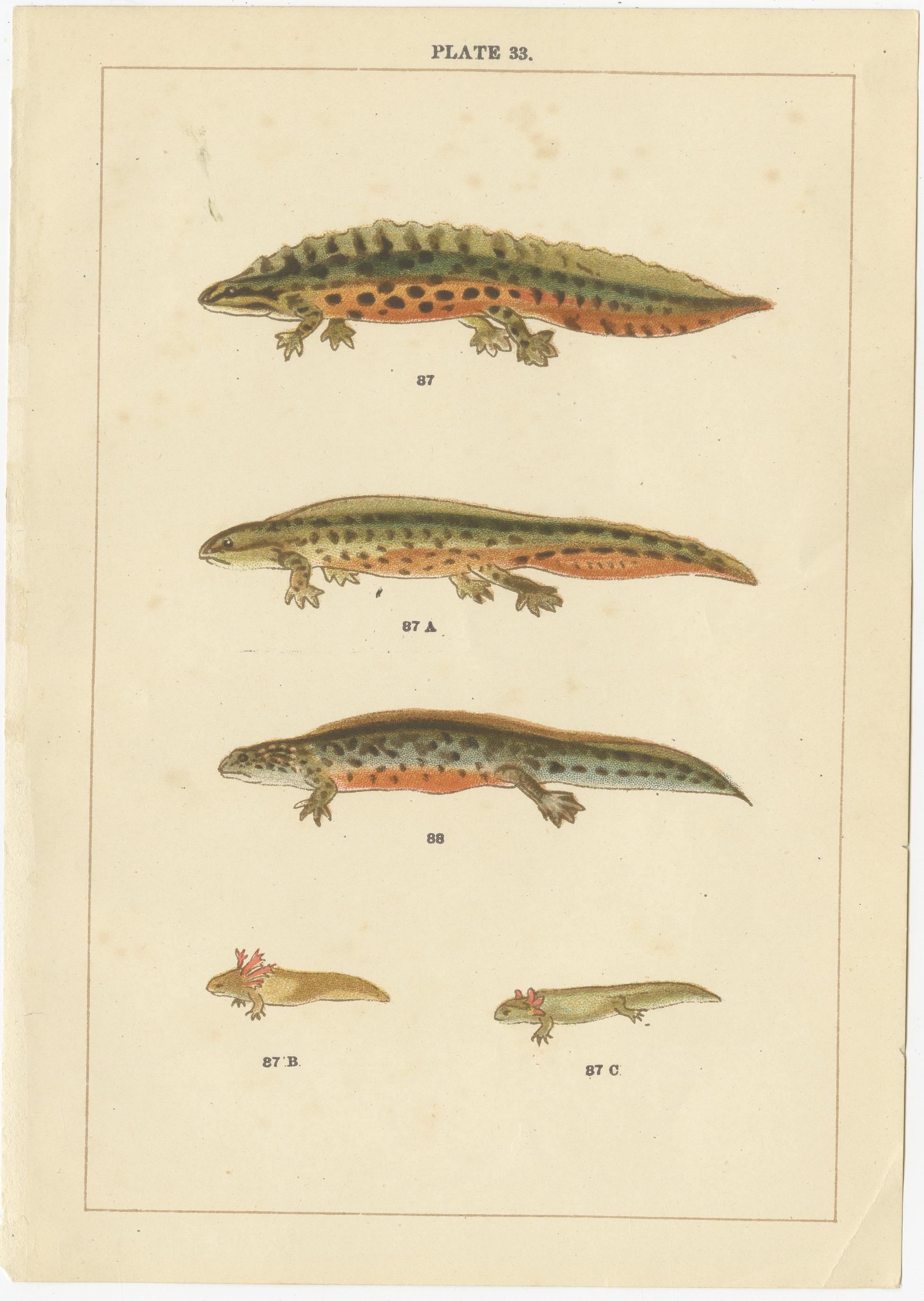 Ensemble de 2 estampes anciennes de différents reptiles Bon état - En vente à Langweer, NL