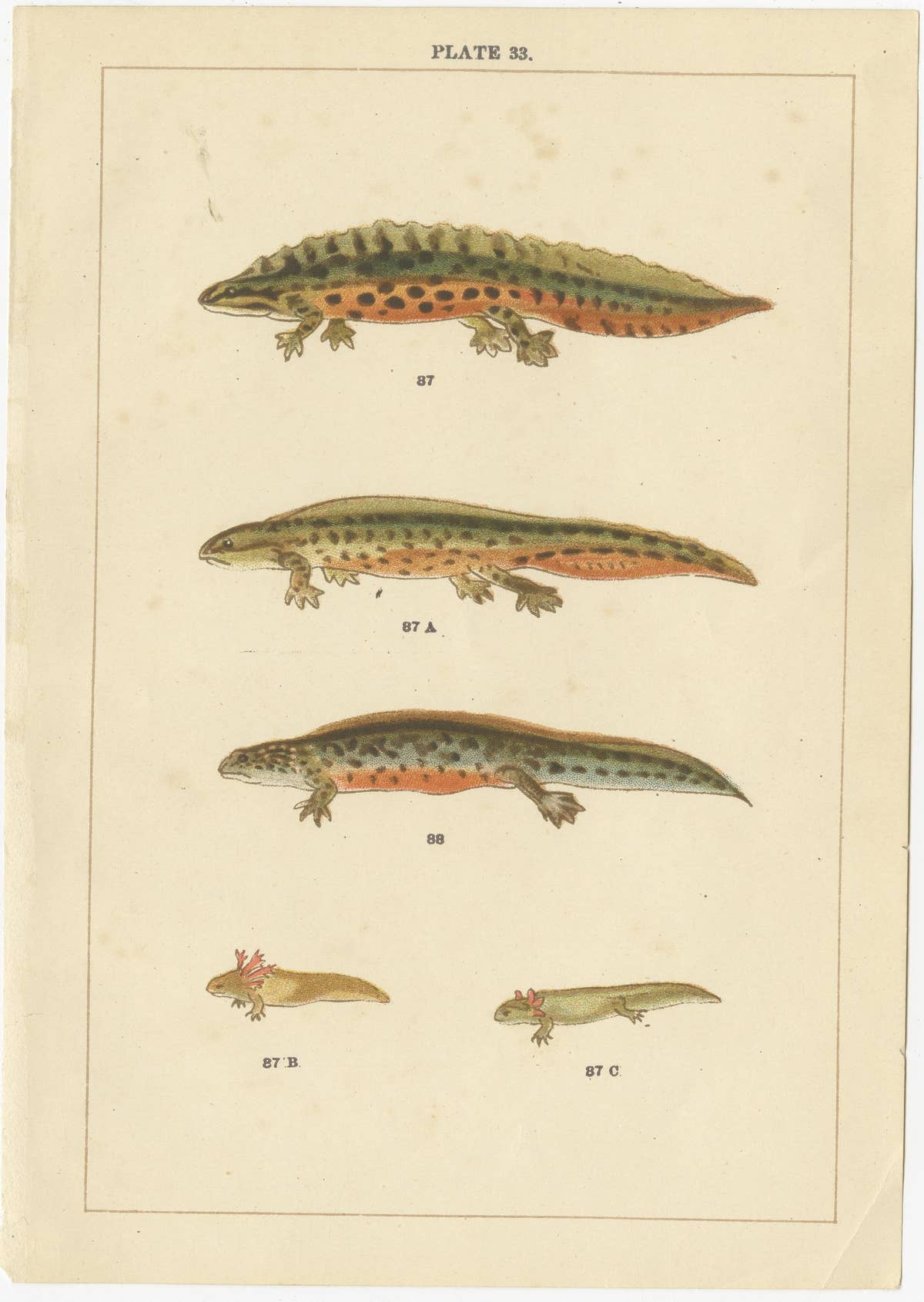Set of 2 Antique Prints of Various Reptiles