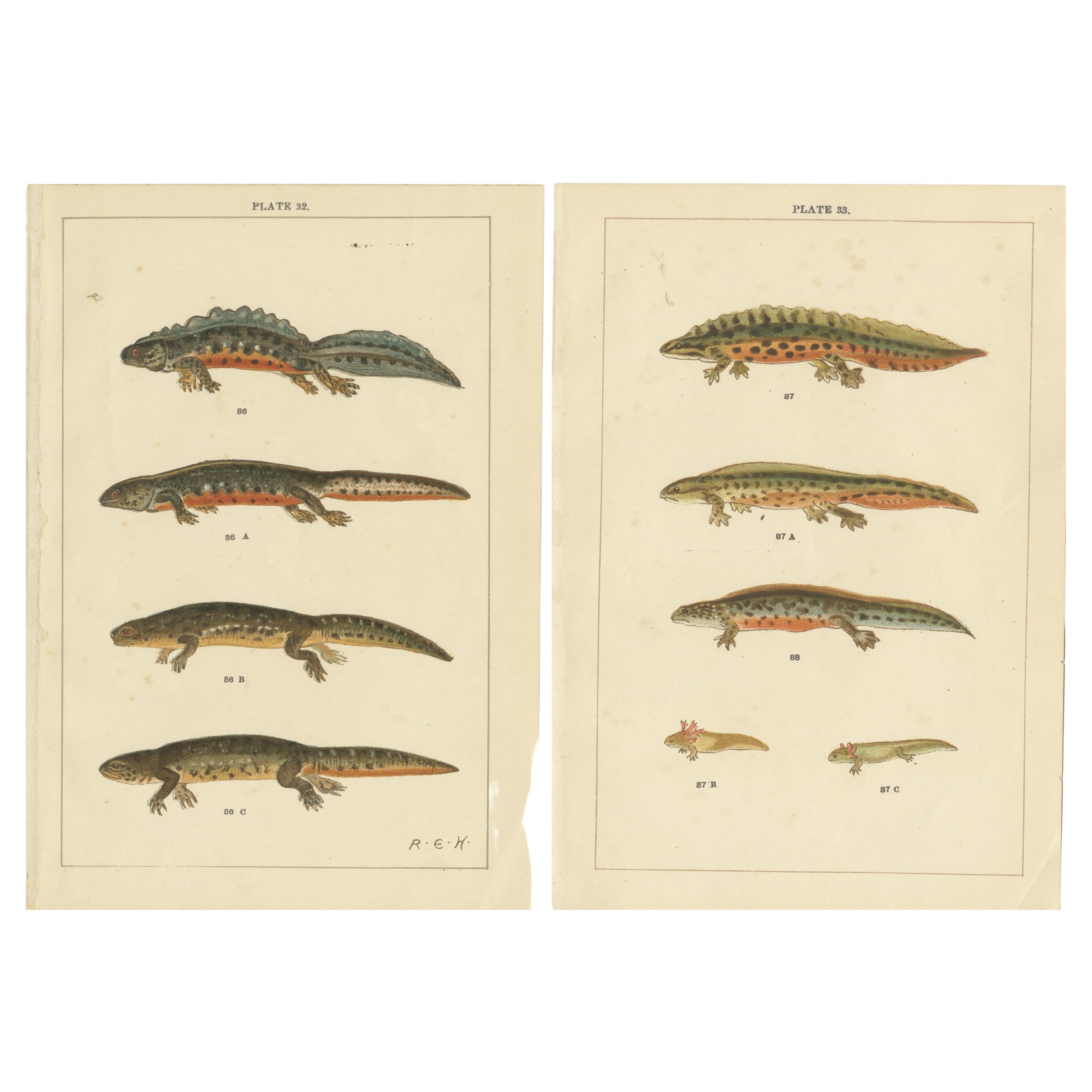 Set of 2 Antique Prints of Various Reptiles For Sale