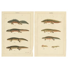 Set of 2 Antique Prints of Various Reptiles